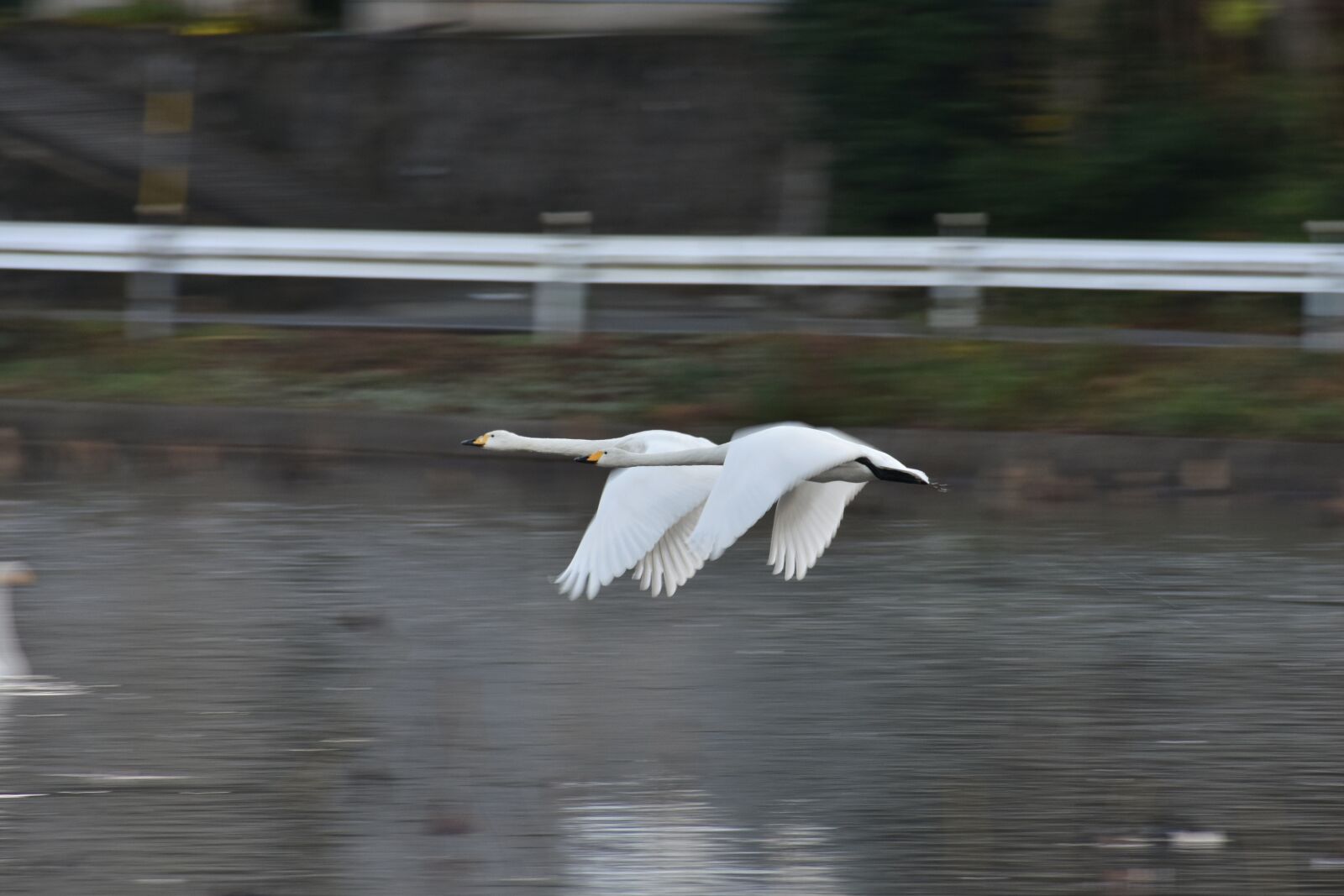 Nikon D7200 sample photo. Animal, lake, waterside photography