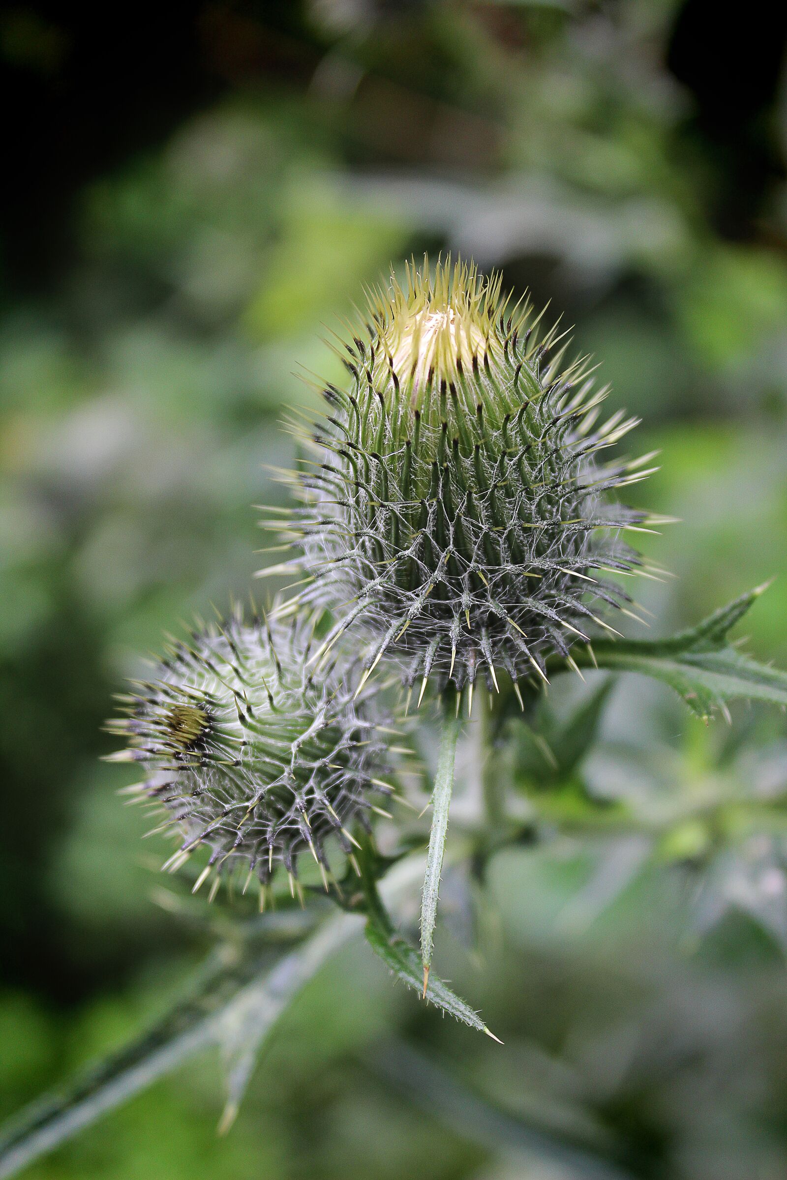 Canon EOS 600D (Rebel EOS T3i / EOS Kiss X5) sample photo. Diestel, plant, sting photography