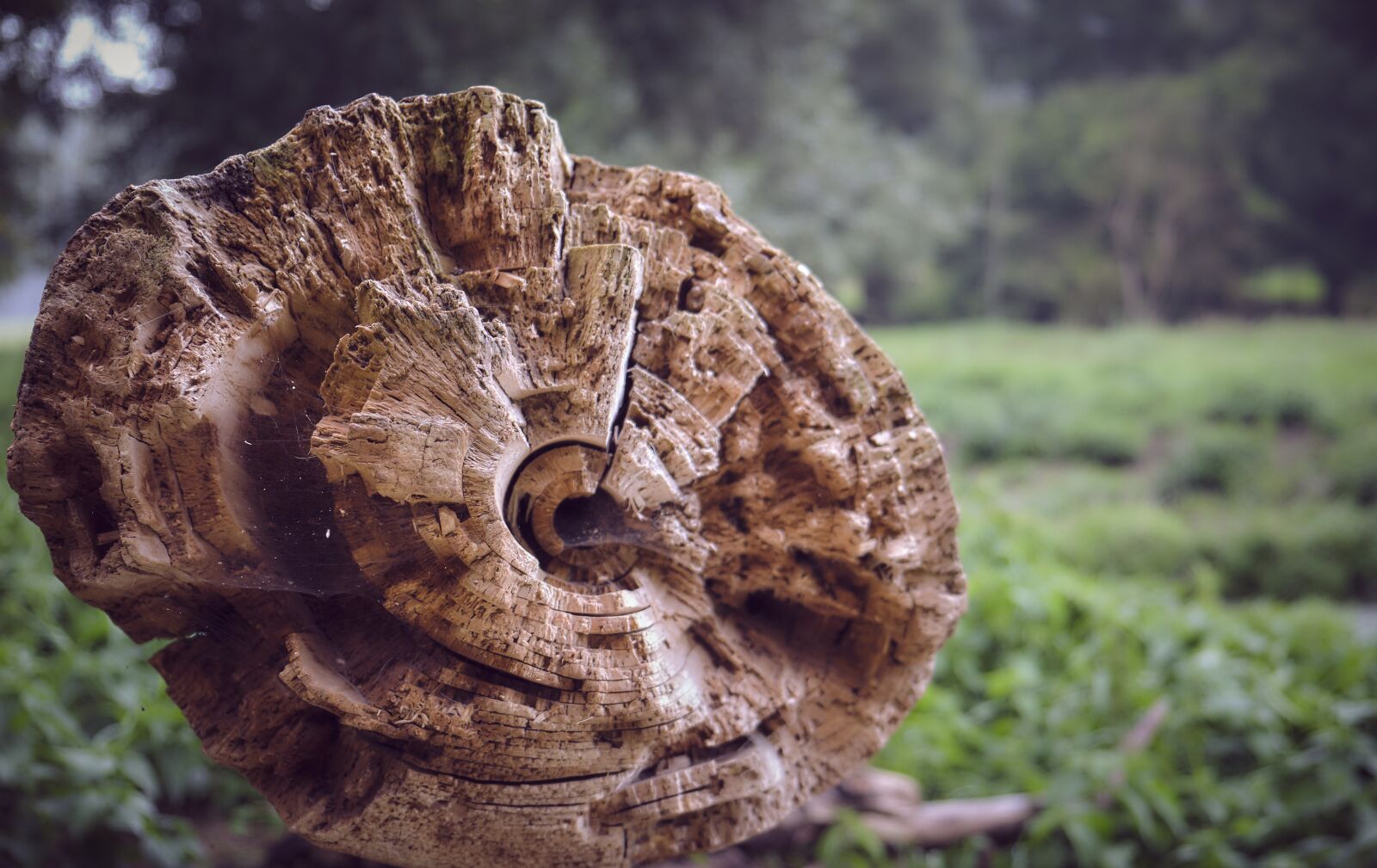 Fujifilm XF 18-55mm F2.8-4 R LM OIS sample photo. Log, dead plant, old photography
