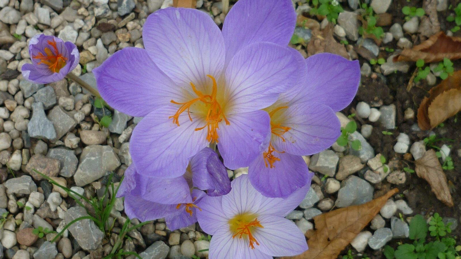 Panasonic Lumix DMC-FS6 sample photo. Autumn crocus, flower, light photography