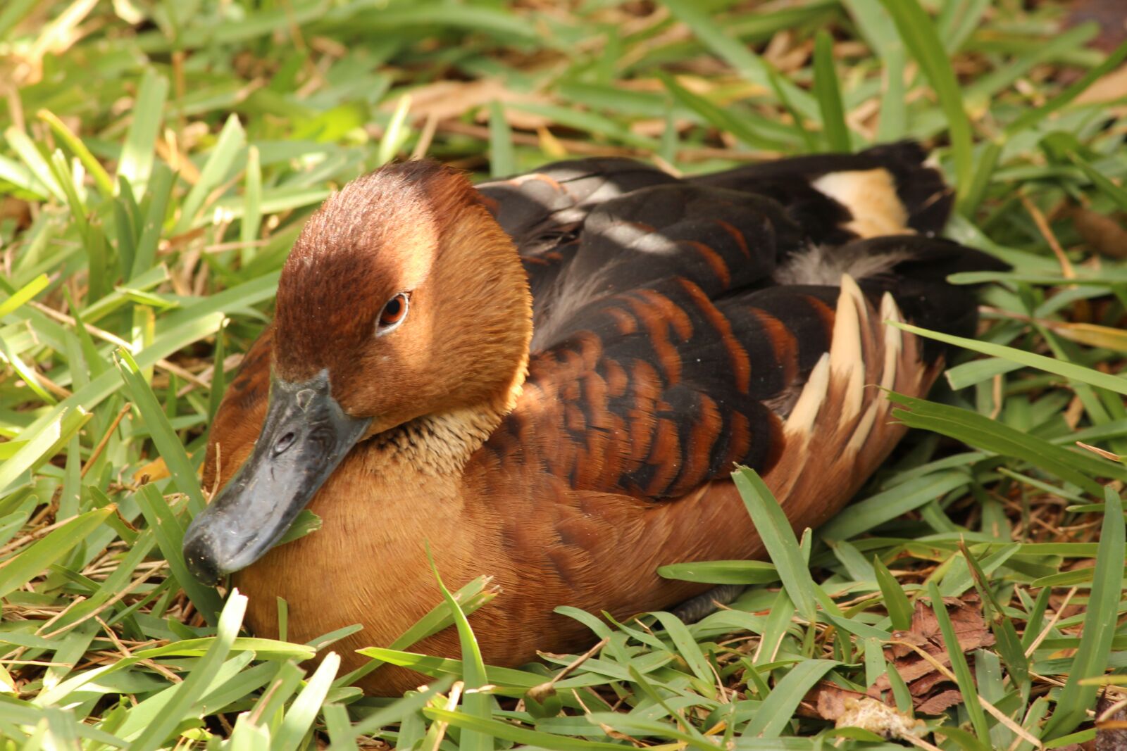 Canon EOS 650D (EOS Rebel T4i / EOS Kiss X6i) + Canon EF-S 55-250mm F4-5.6 IS II sample photo. Duck, animal, bird photography