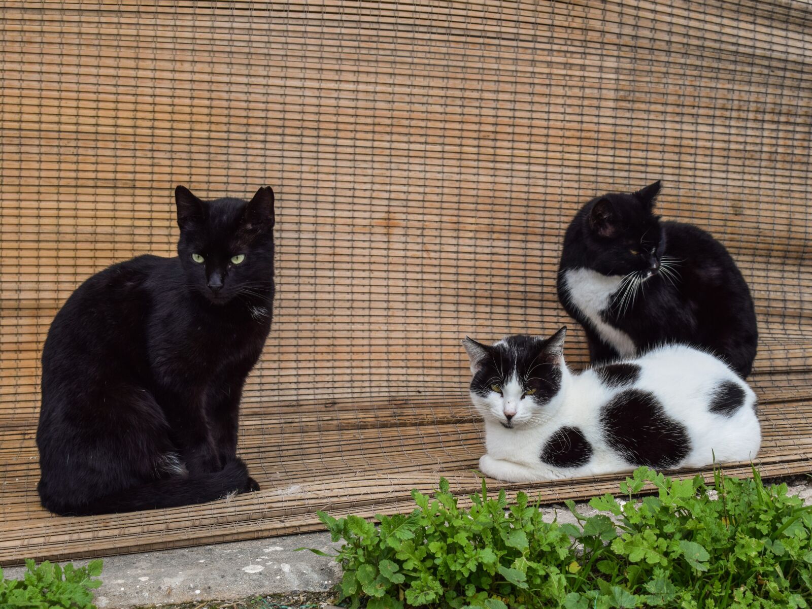 Nikon D3300 sample photo. Cats, feral, feline photography