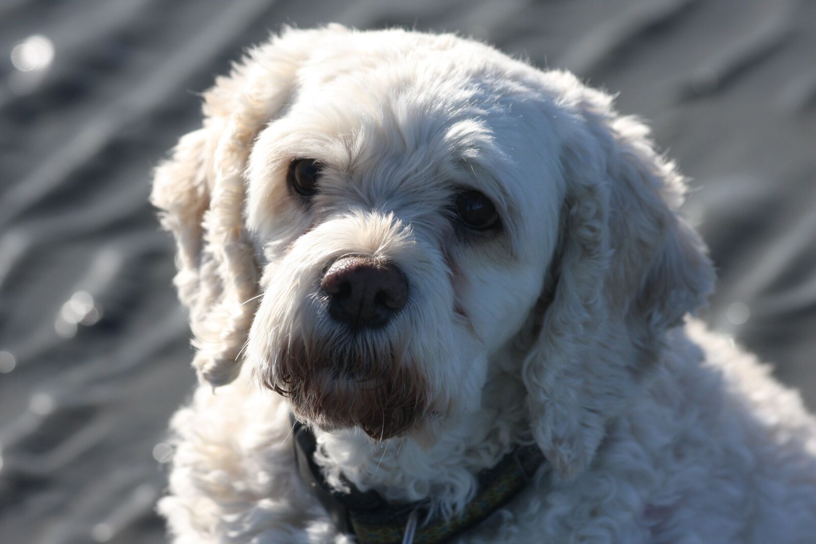 Canon EOS 40D sample photo. Dog, portrait, cute photography