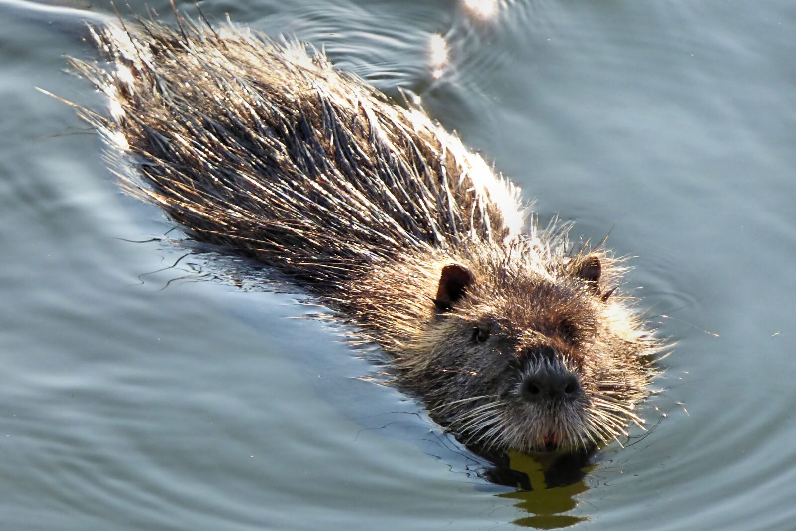 Panasonic DMC-FZ72 sample photo. Nutria, rat, water photography