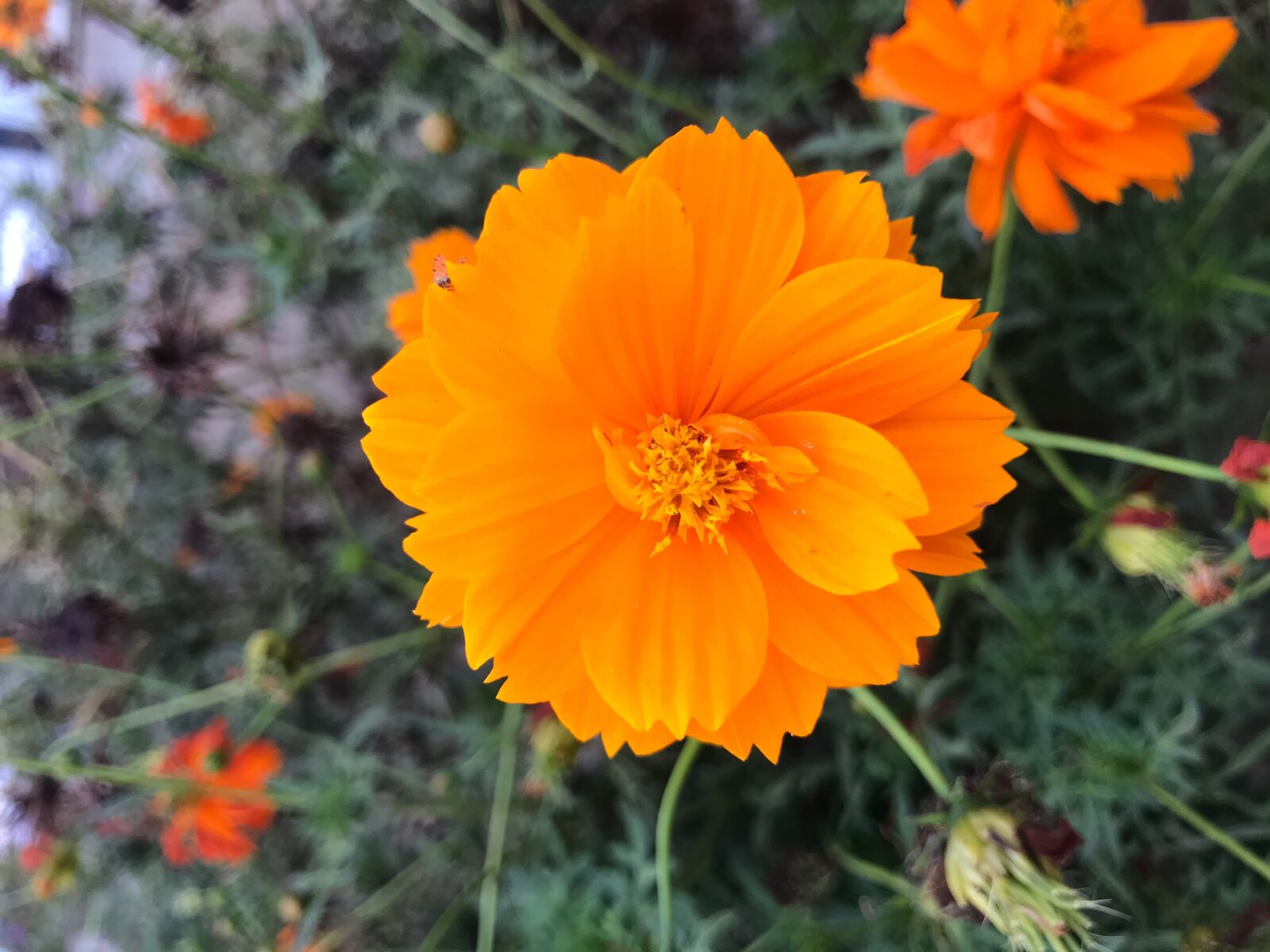 iPhone 7 back camera 3.99mm f/1.8 sample photo. Flower, mobile, sunset photography