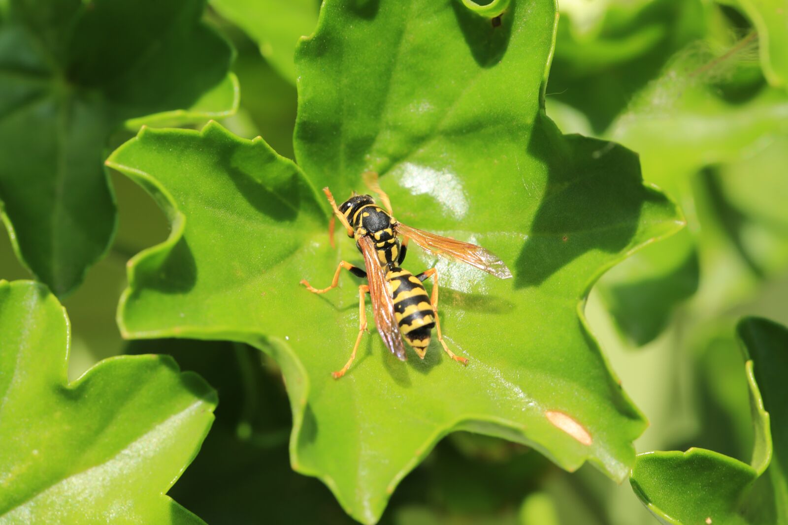 Canon EF 100mm F2.8L Macro IS USM sample photo. Insect, fly, plant photography