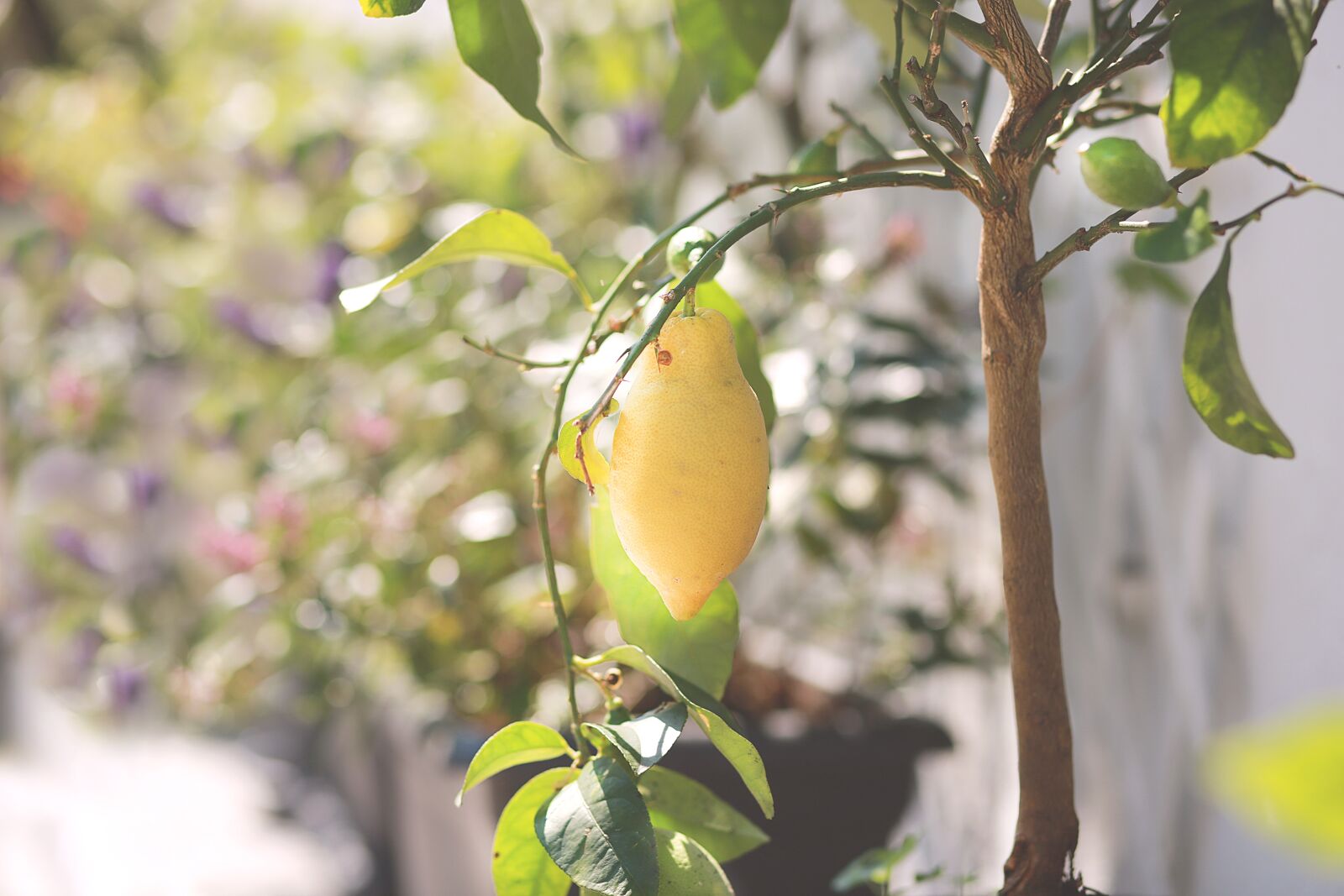 Canon EF 85mm F1.8 USM sample photo. Lemons, summer, lemon tree photography