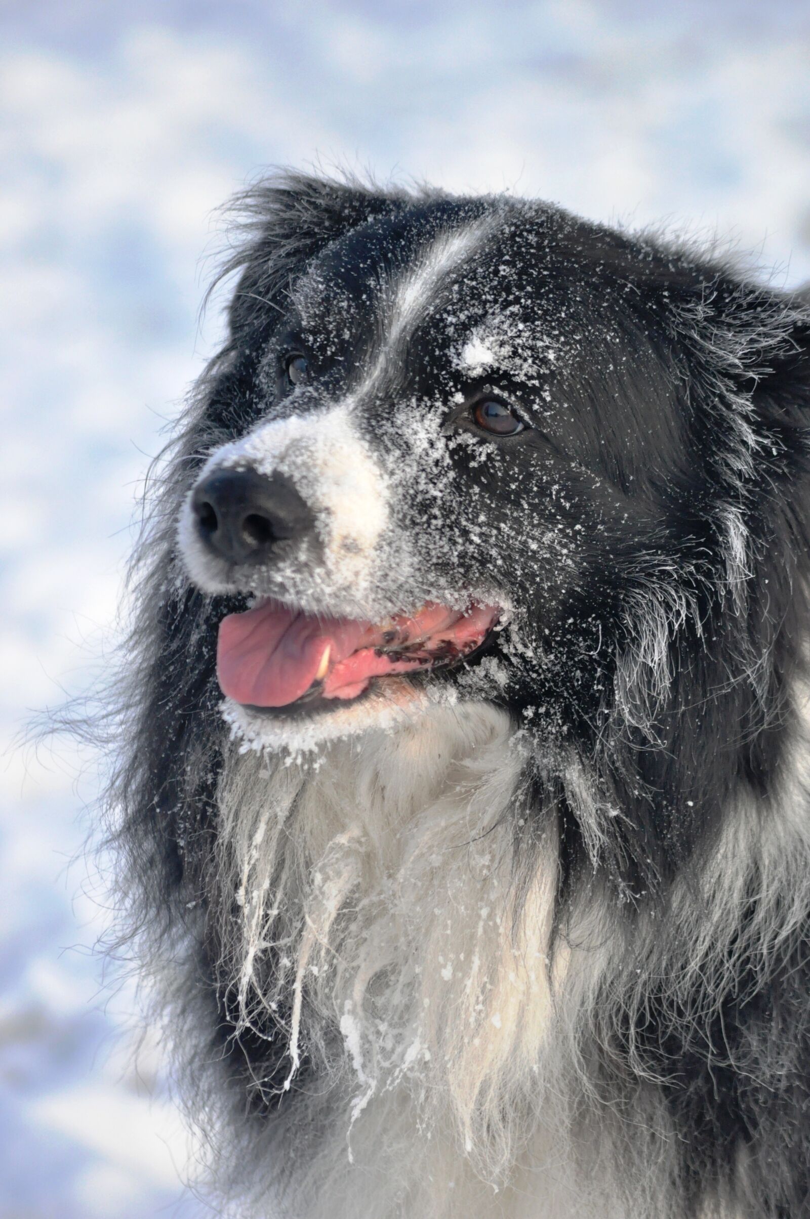 Nikon D90 sample photo. Dog, winter, border collie photography