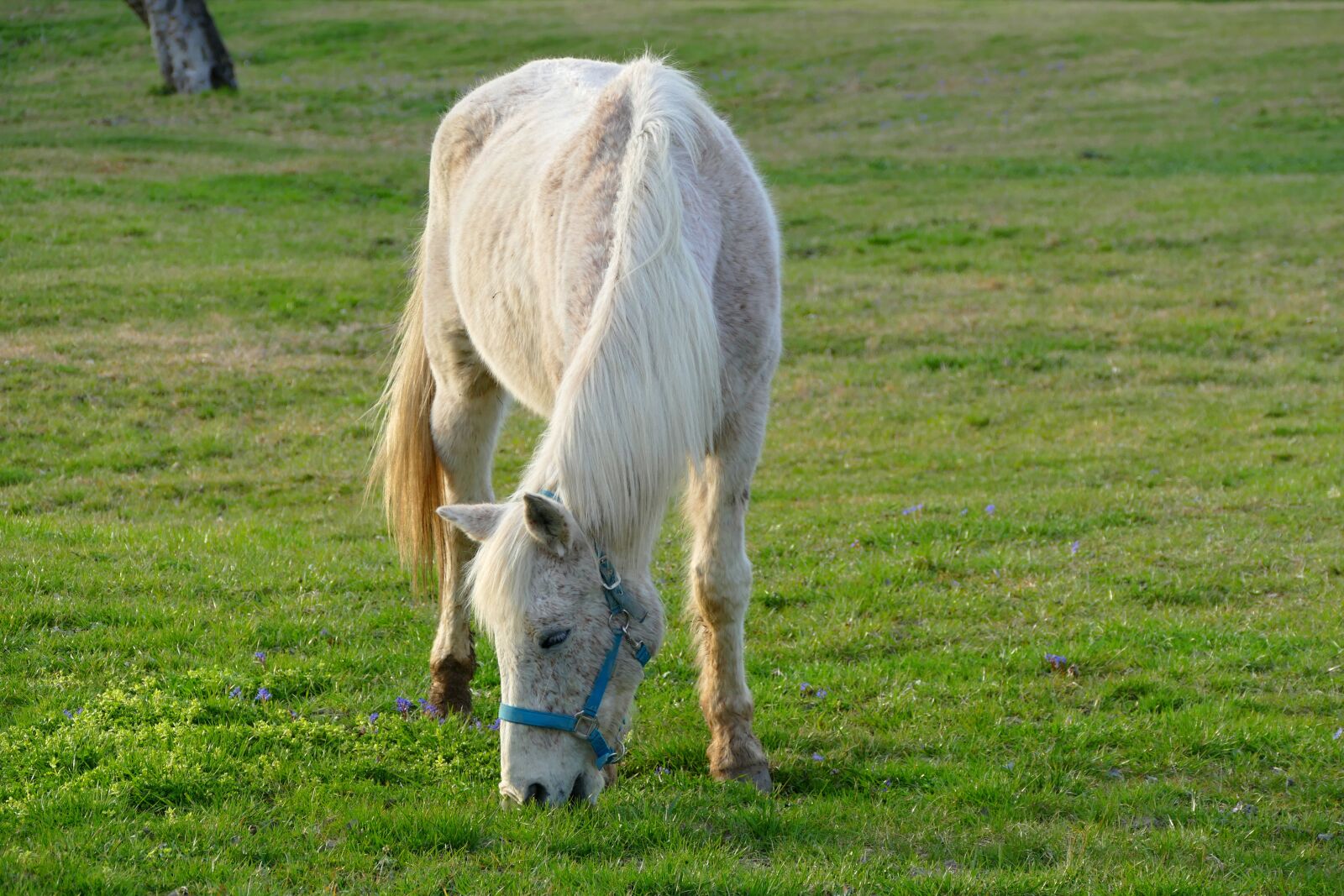 Panasonic Lumix DMC-FZ1000 sample photo. Horse, grazing, meadow photography