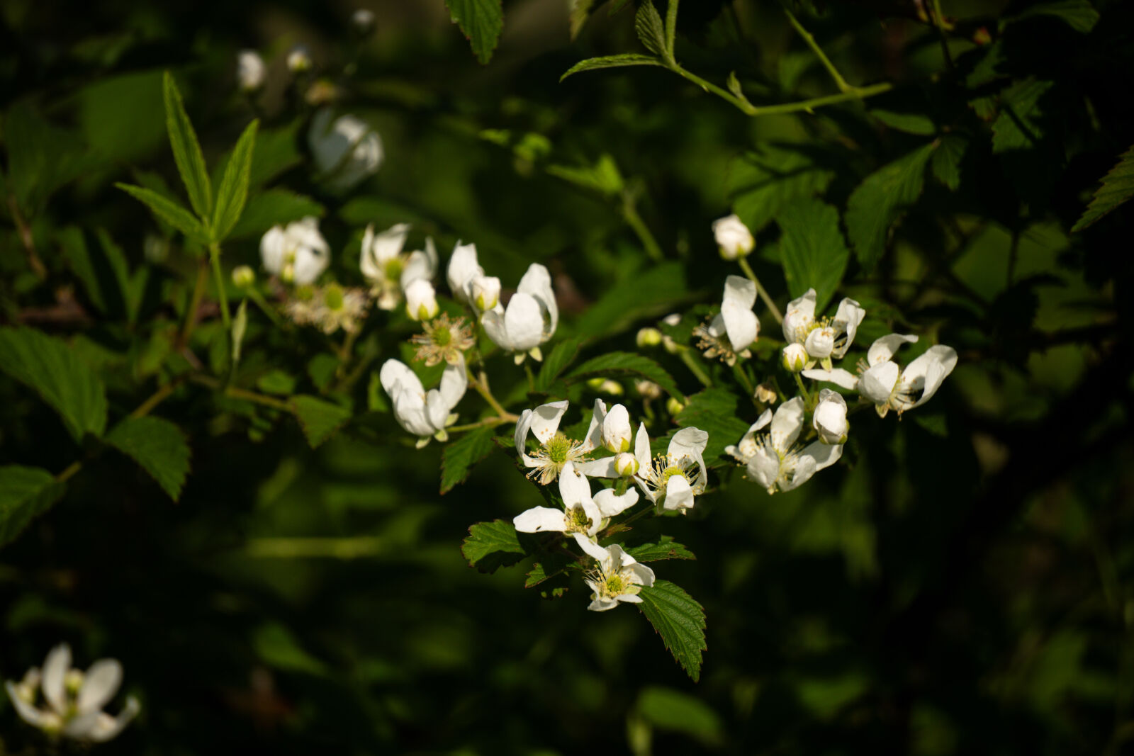 Sony a6500 sample photo