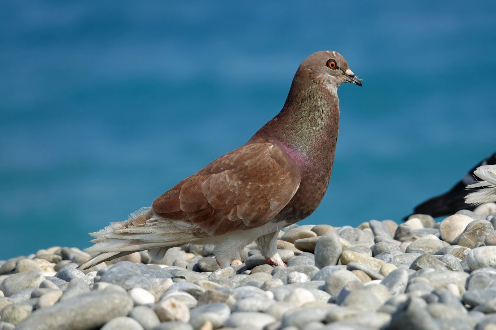 Sony Cyber-shot DSC-RX10 III sample photo. Pigeon, bird, pebbles photography