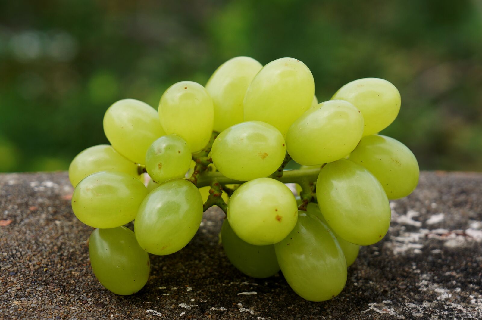 Sony Alpha NEX-F3 + Sony E 18-55mm F3.5-5.6 OSS sample photo. Food, green grapes in photography