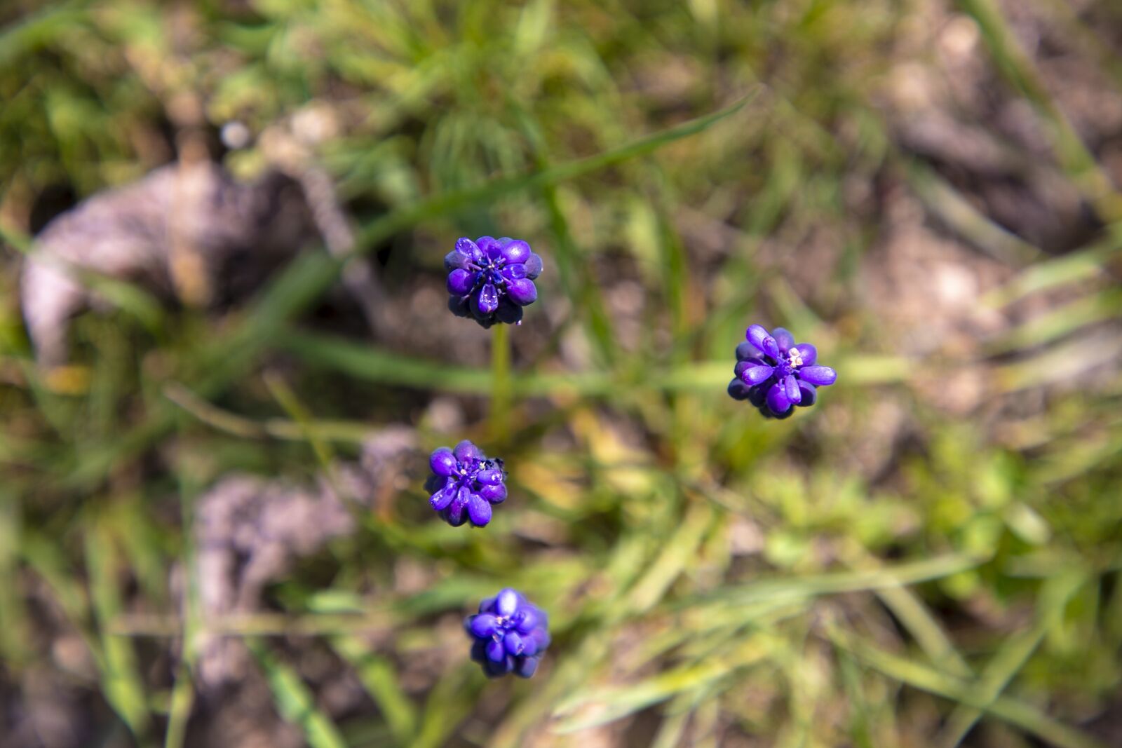 Canon EF 24-105mm F4L IS II USM sample photo. Beautiful flower, beauty of photography