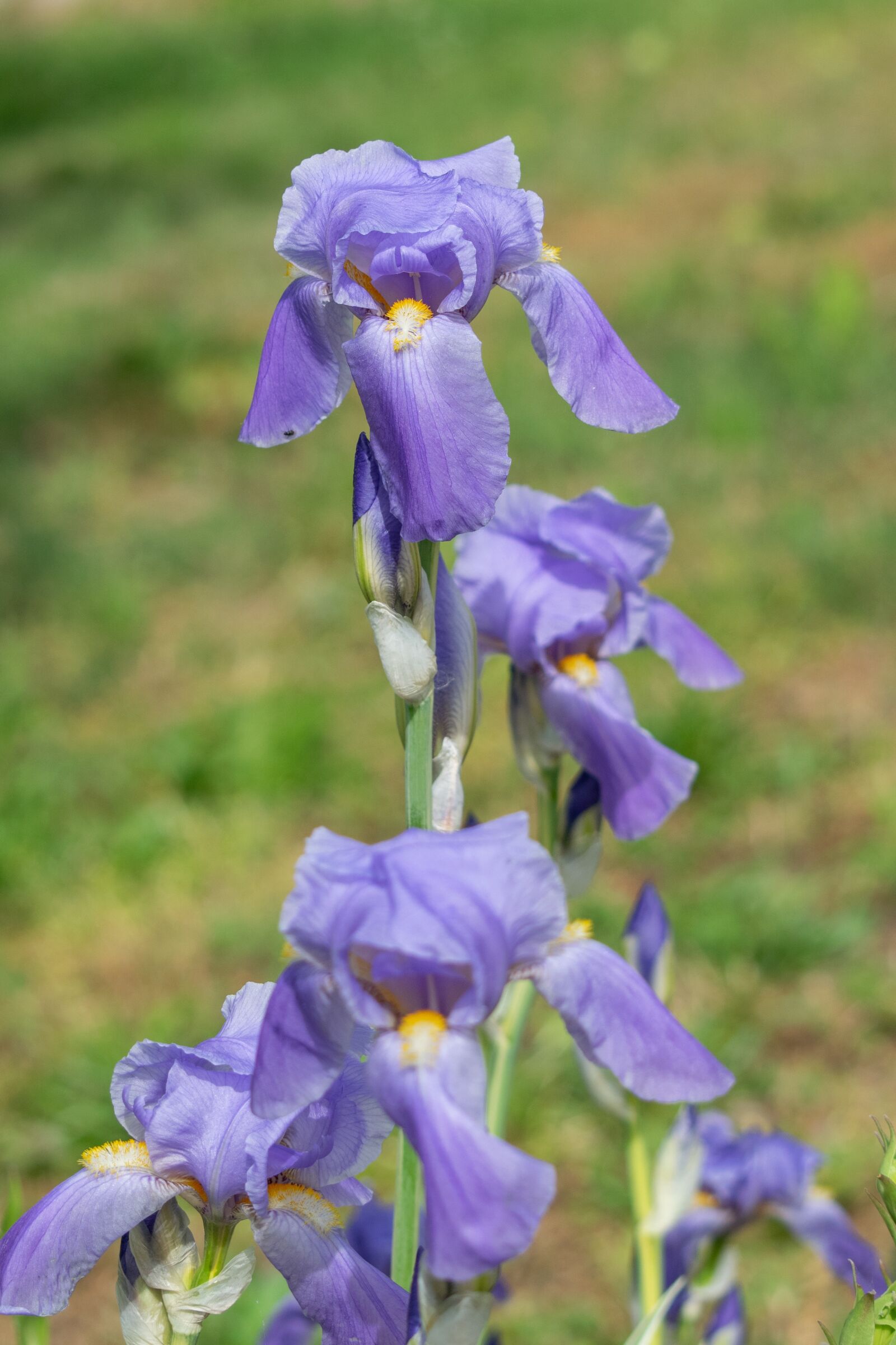 Nikon D3300 sample photo. Flower, purple, lily photography