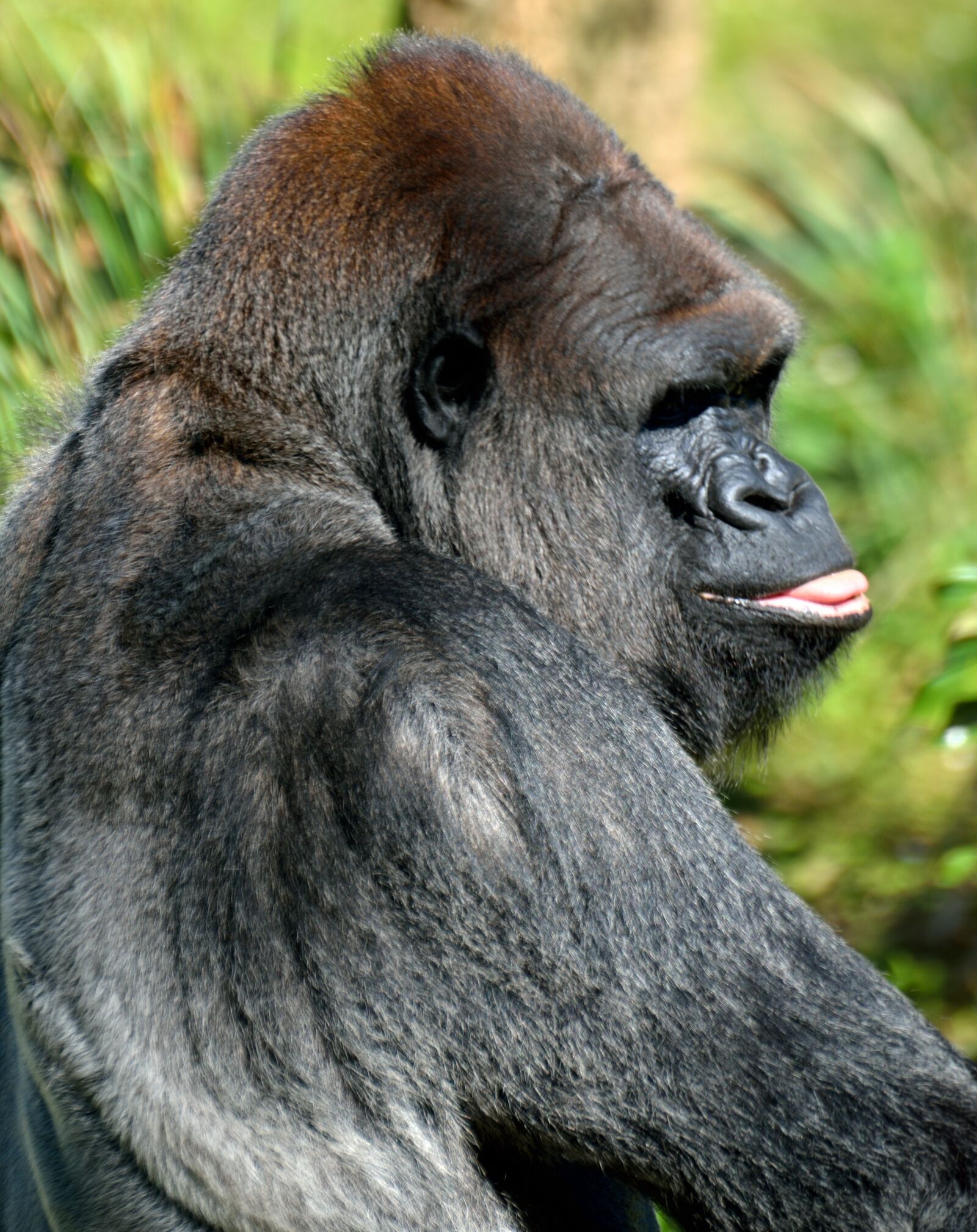 Nikon D7000 sample photo. Silver back, gorilla, ape photography