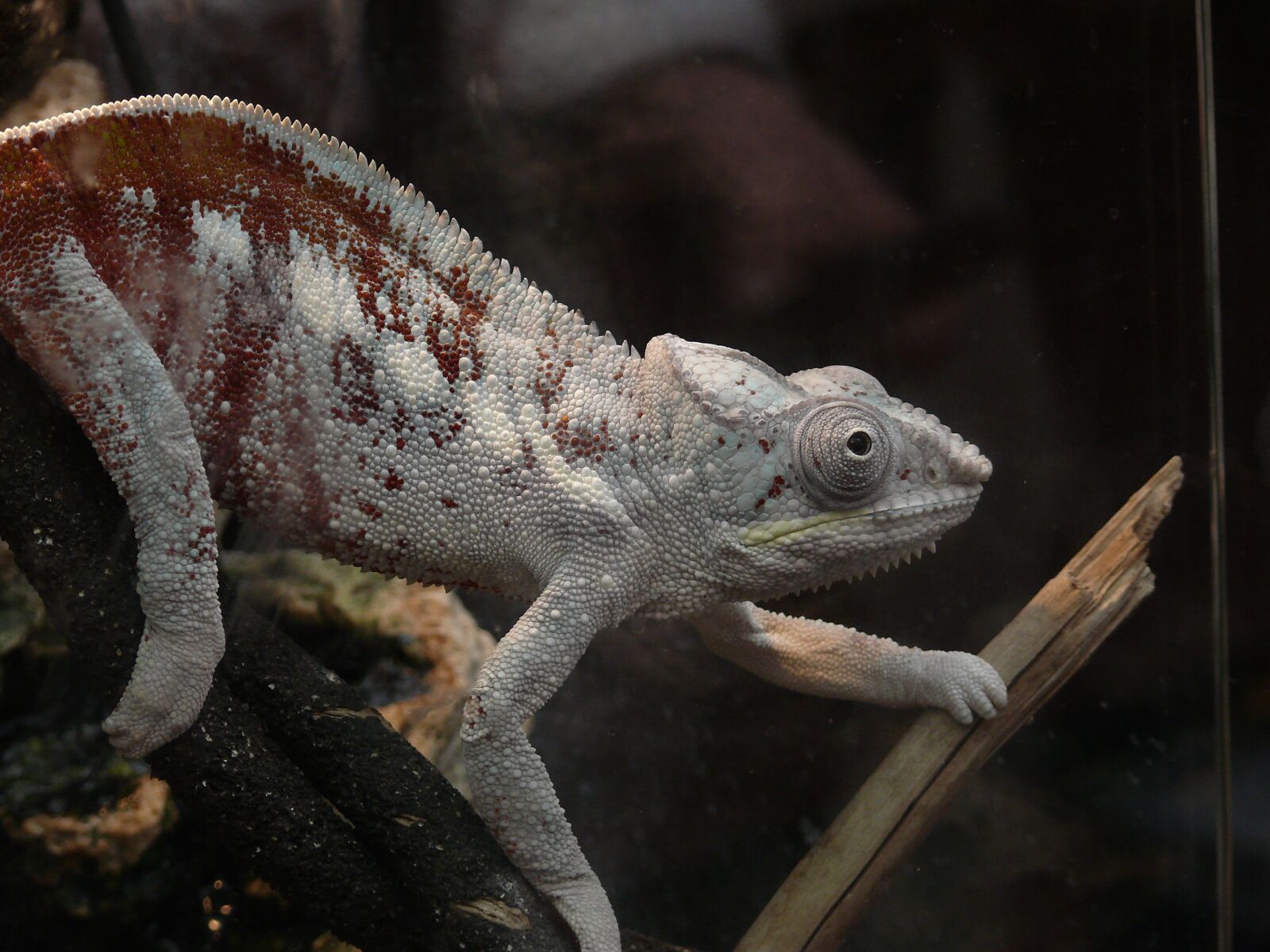 Panasonic DMC-FZ50 sample photo. Chameleon, reptile, lizard photography