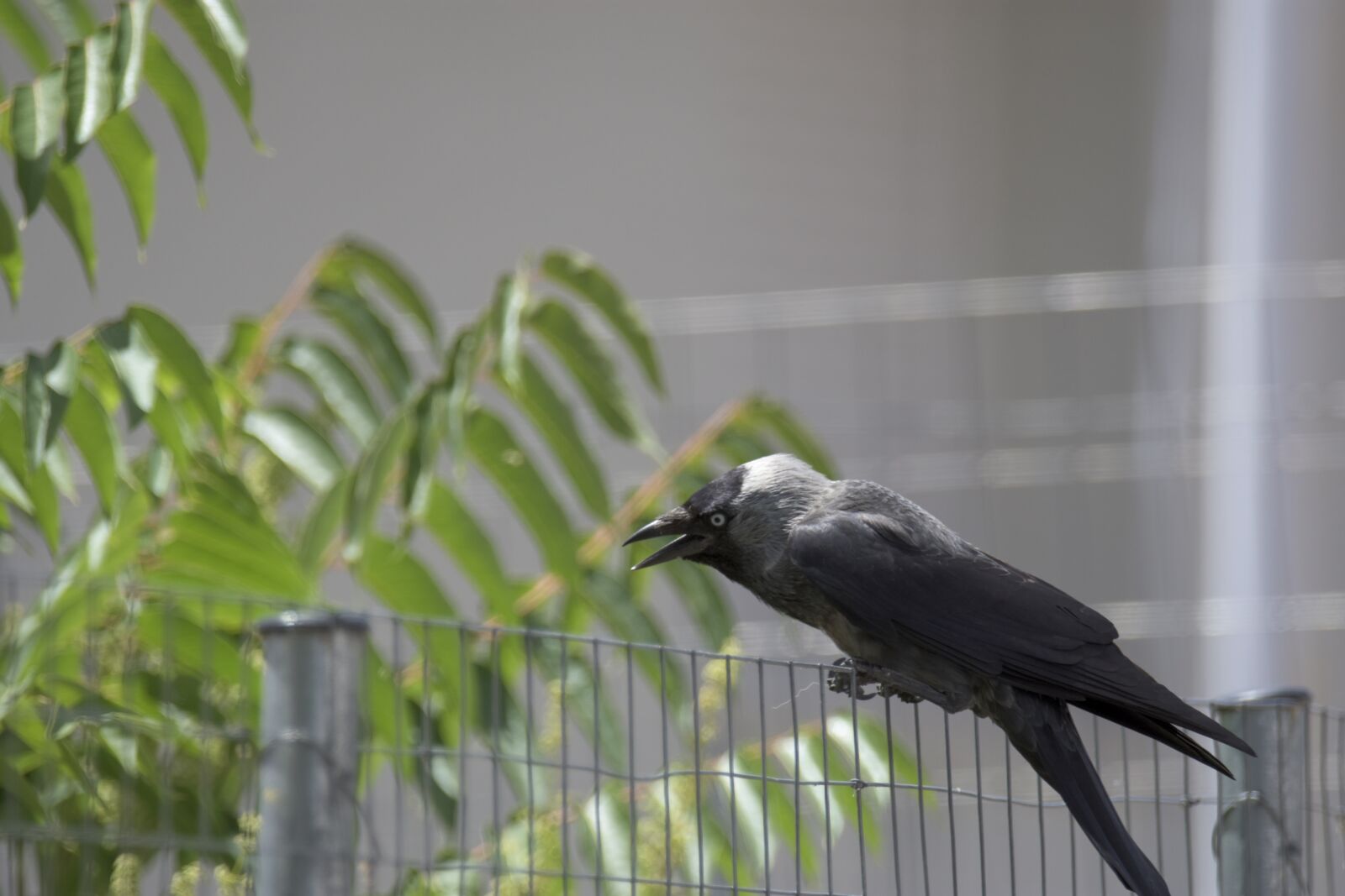 Nikon D7200 sample photo. Corvus cornix, play, bird photography