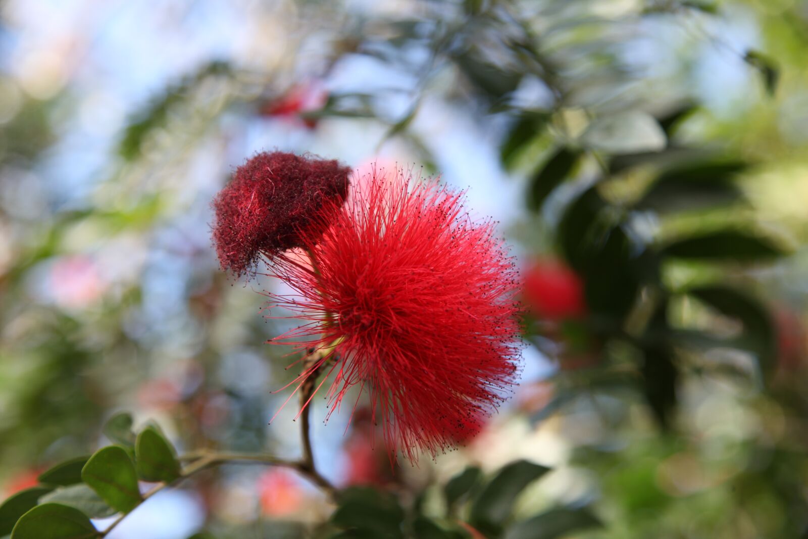 Canon EOS 5D Mark II sample photo. Flower, red, summer photography