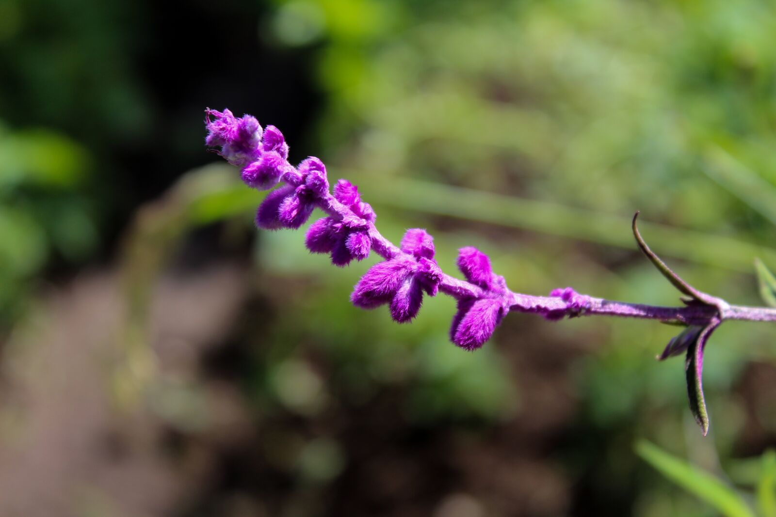 Canon EOS 1300D (EOS Rebel T6 / EOS Kiss X80) sample photo. Nature, flower, plant photography