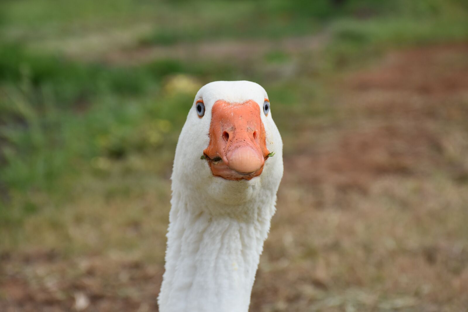 Nikon D7200 sample photo. Goose, wildlife, farm photography