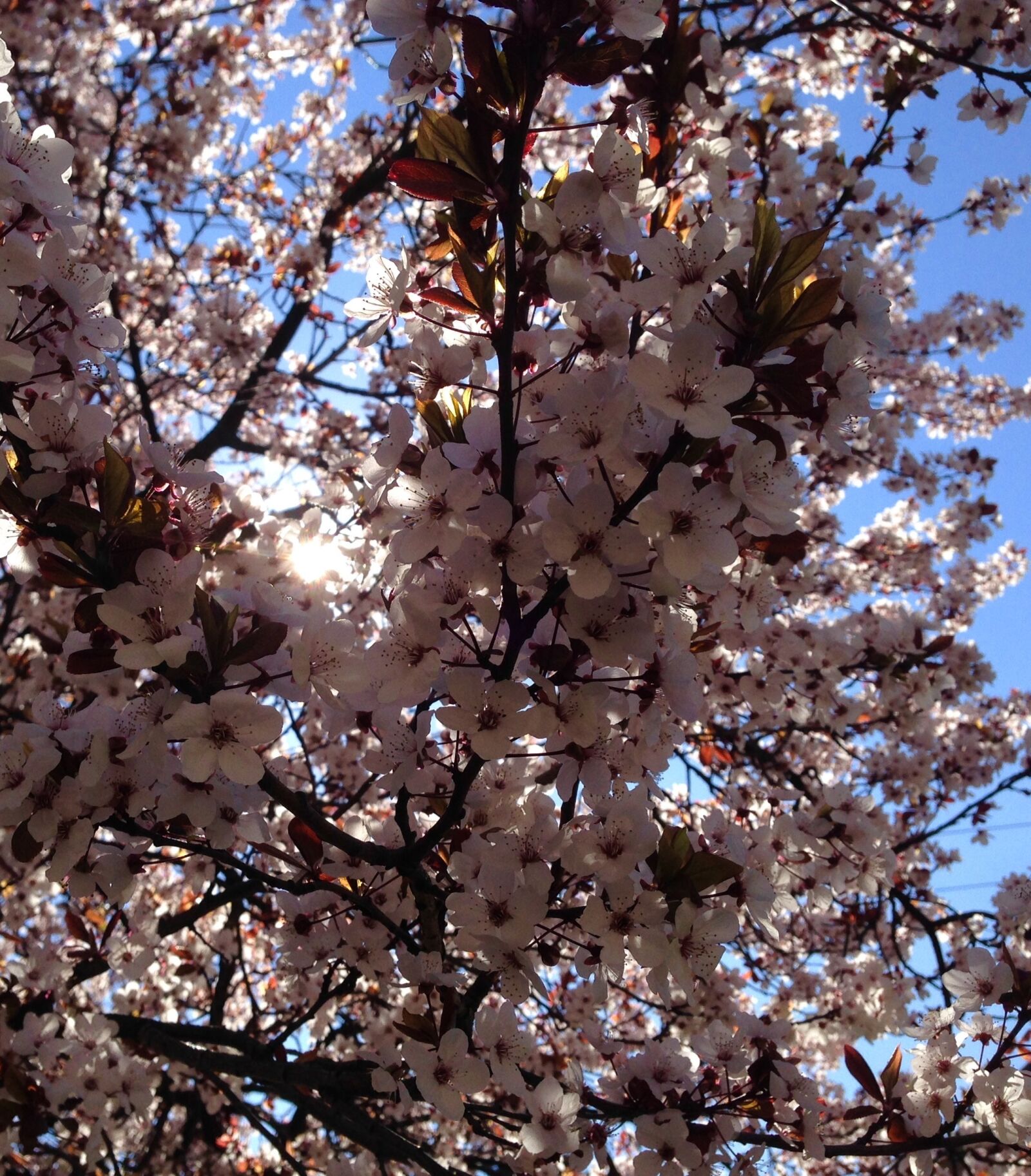 iPhone 5 back camera 4.12mm f/2.4 sample photo. Beautiful spring, blooming, tree photography