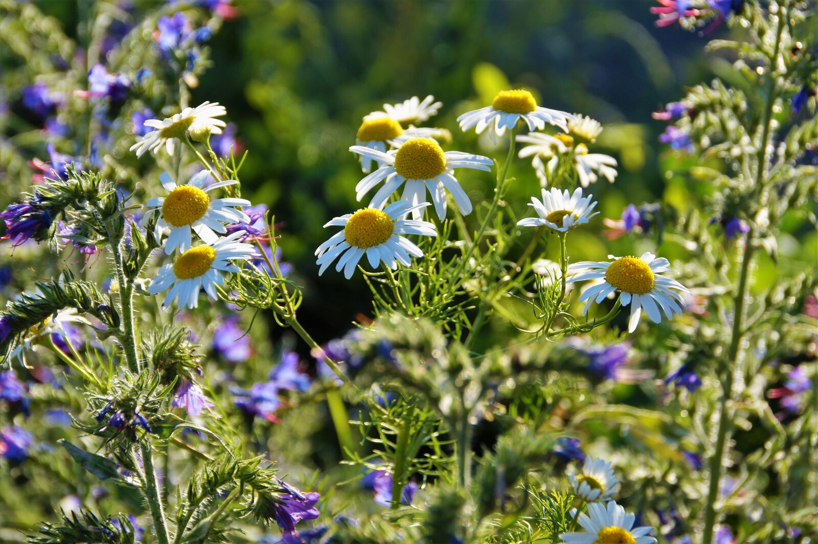 Sony SLT-A58 sample photo. An anthemis, chamomile, wrong photography