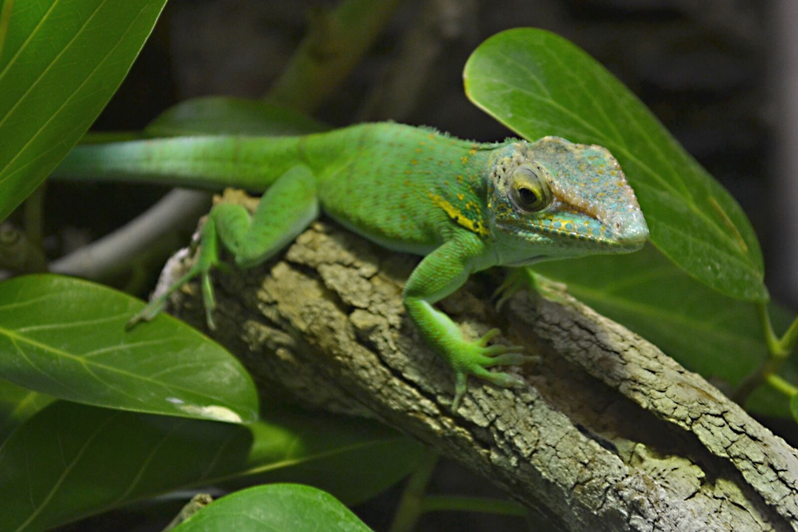 Nikon D3100 sample photo. Lizard, vivarium, reptile photography
