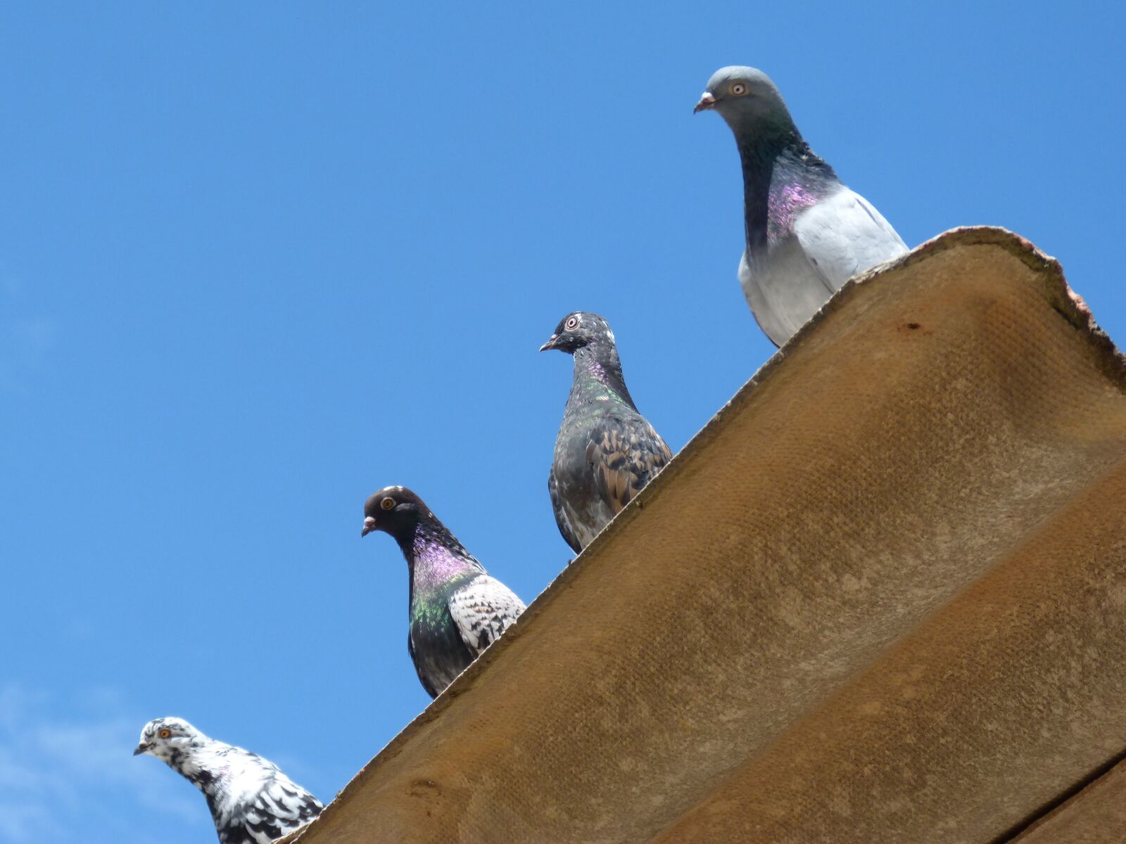 Panasonic DMC-FZ62 sample photo. Pigeons, quartet, lookout photography