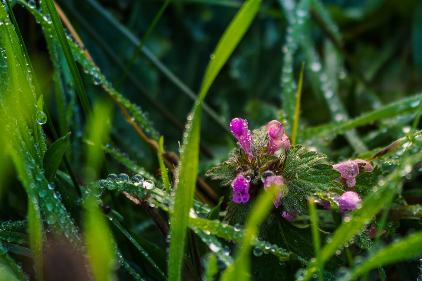 Canon EOS 700D (EOS Rebel T5i / EOS Kiss X7i) sample photo. Dead nettle, dew, grass photography