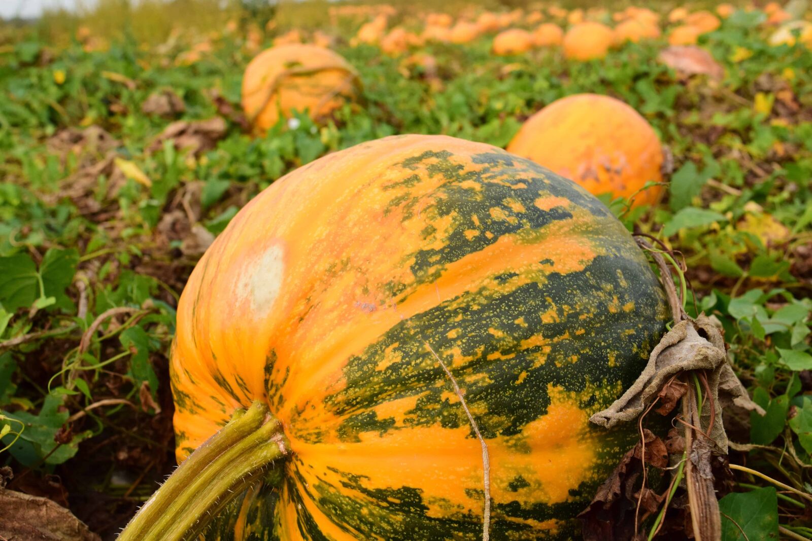 Nikon D3300 sample photo. Pumpkin, nature, agriculture, leaf photography
