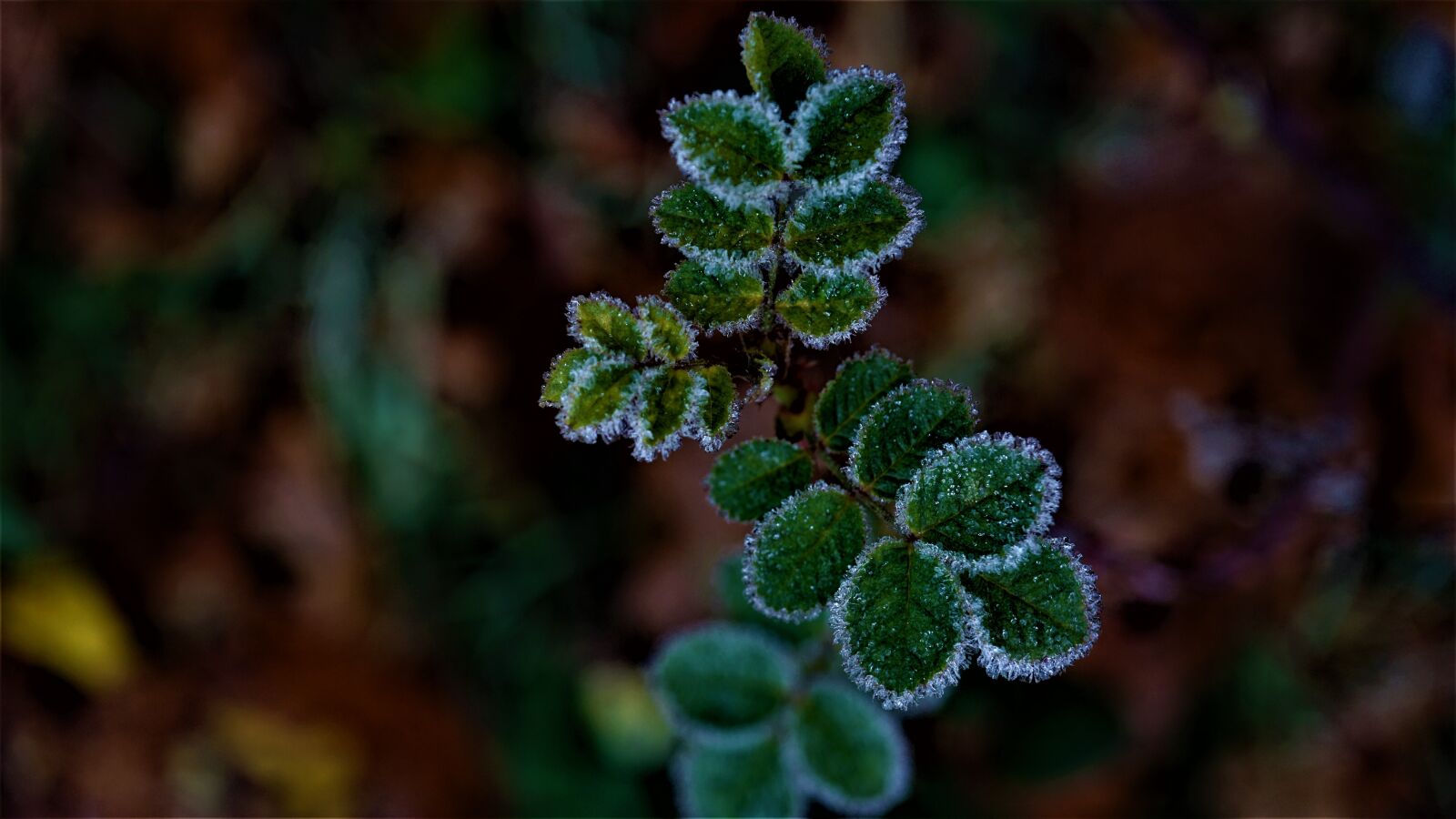 Sony a6000 sample photo. Frost weather, december, autumn photography
