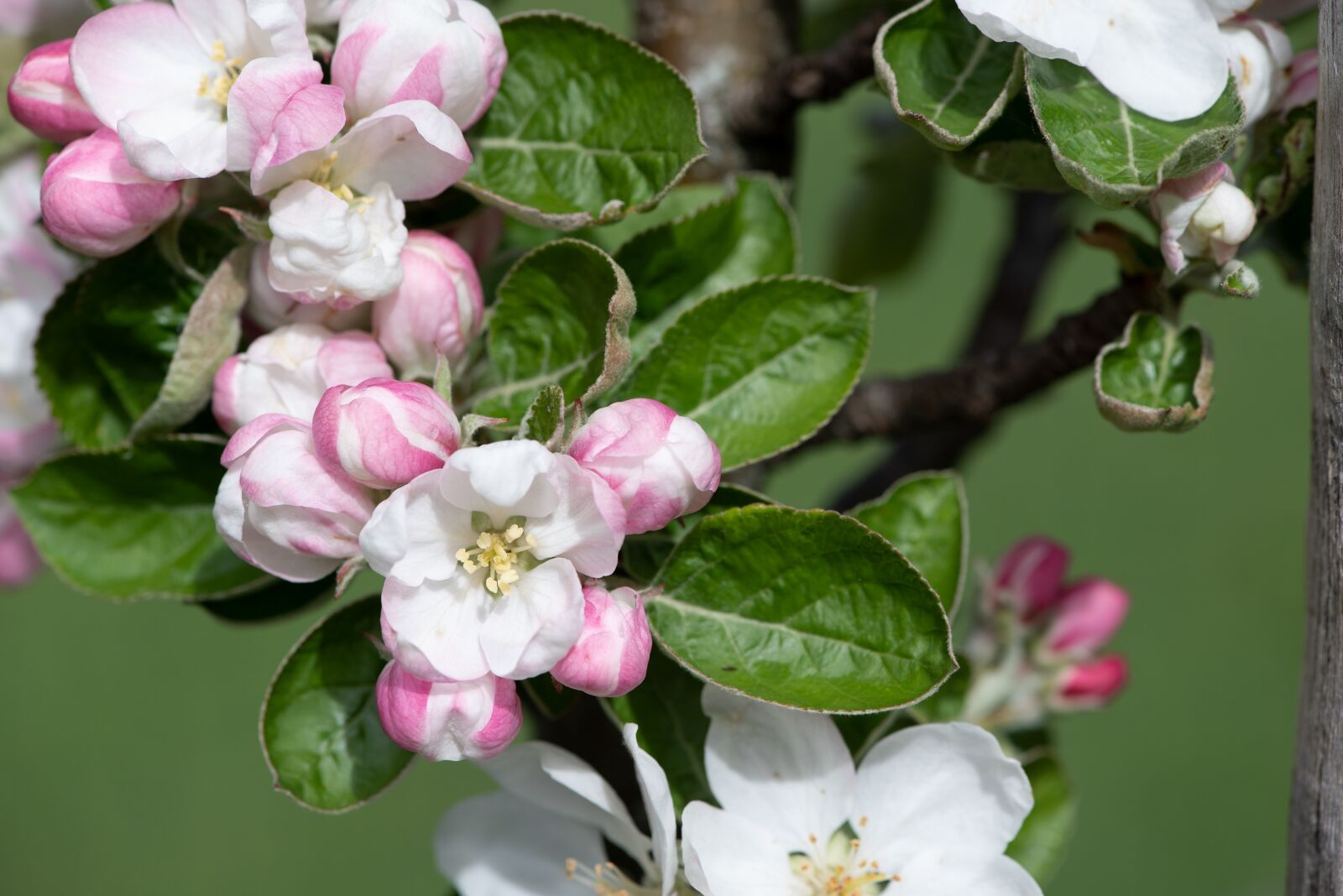 Nikon D750 sample photo. Flowers, branch, apple tree photography