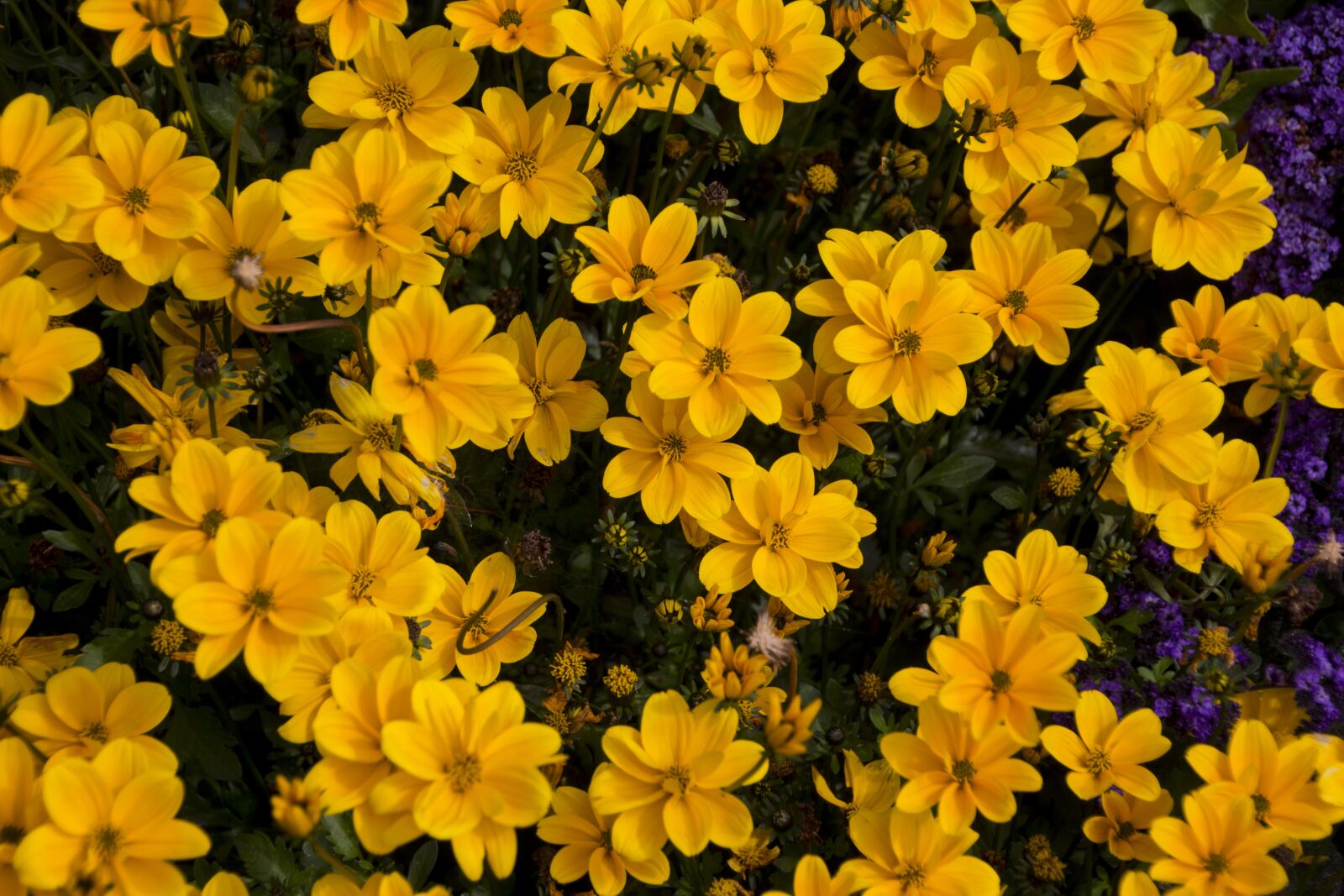 Canon EOS 60D sample photo. Flower, plant, garden photography