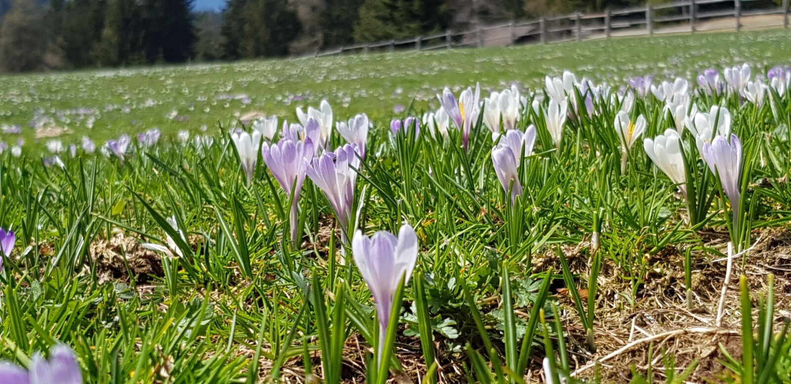 Samsung Galaxy S8 sample photo. Flowers, crocus, hafling photography