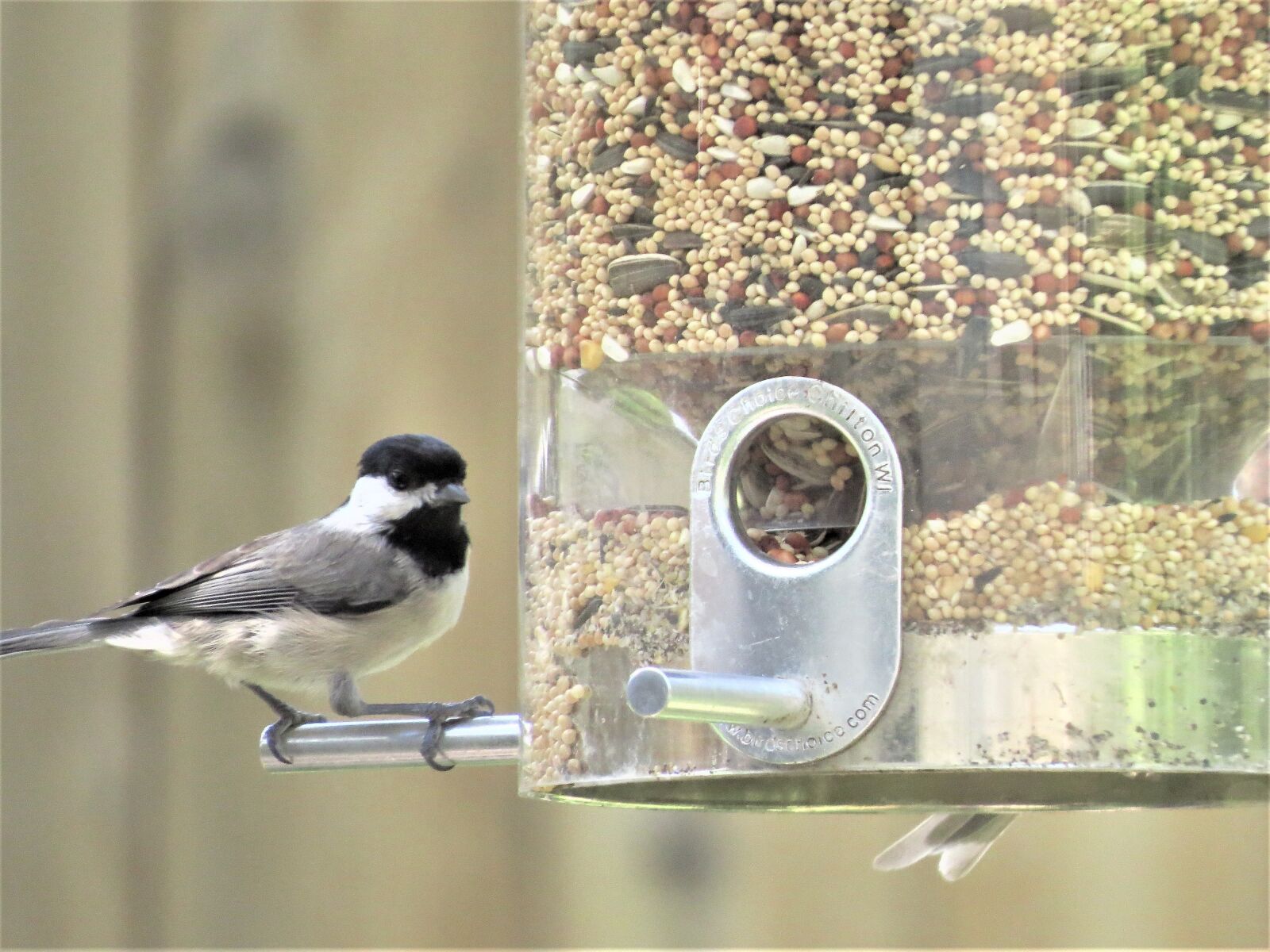 Canon PowerShot SX50 HS sample photo. Bird, tiny, gray and photography