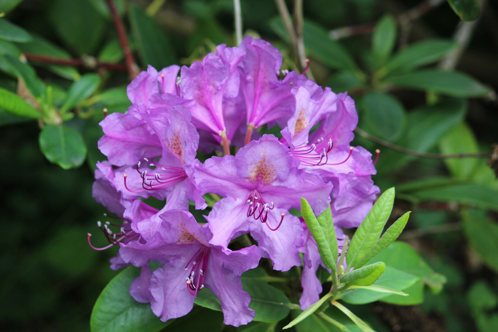 Canon EOS 600D (Rebel EOS T3i / EOS Kiss X5) sample photo. Rhododendron, purple, blossom photography