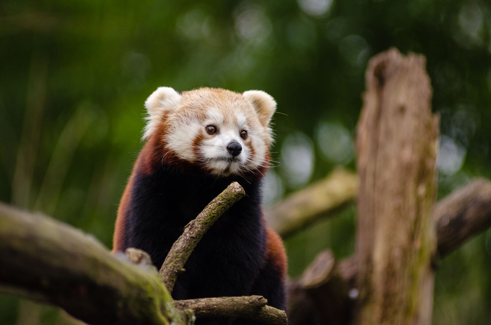 AF Zoom-Nikkor 80-200mm f/2.8 ED sample photo