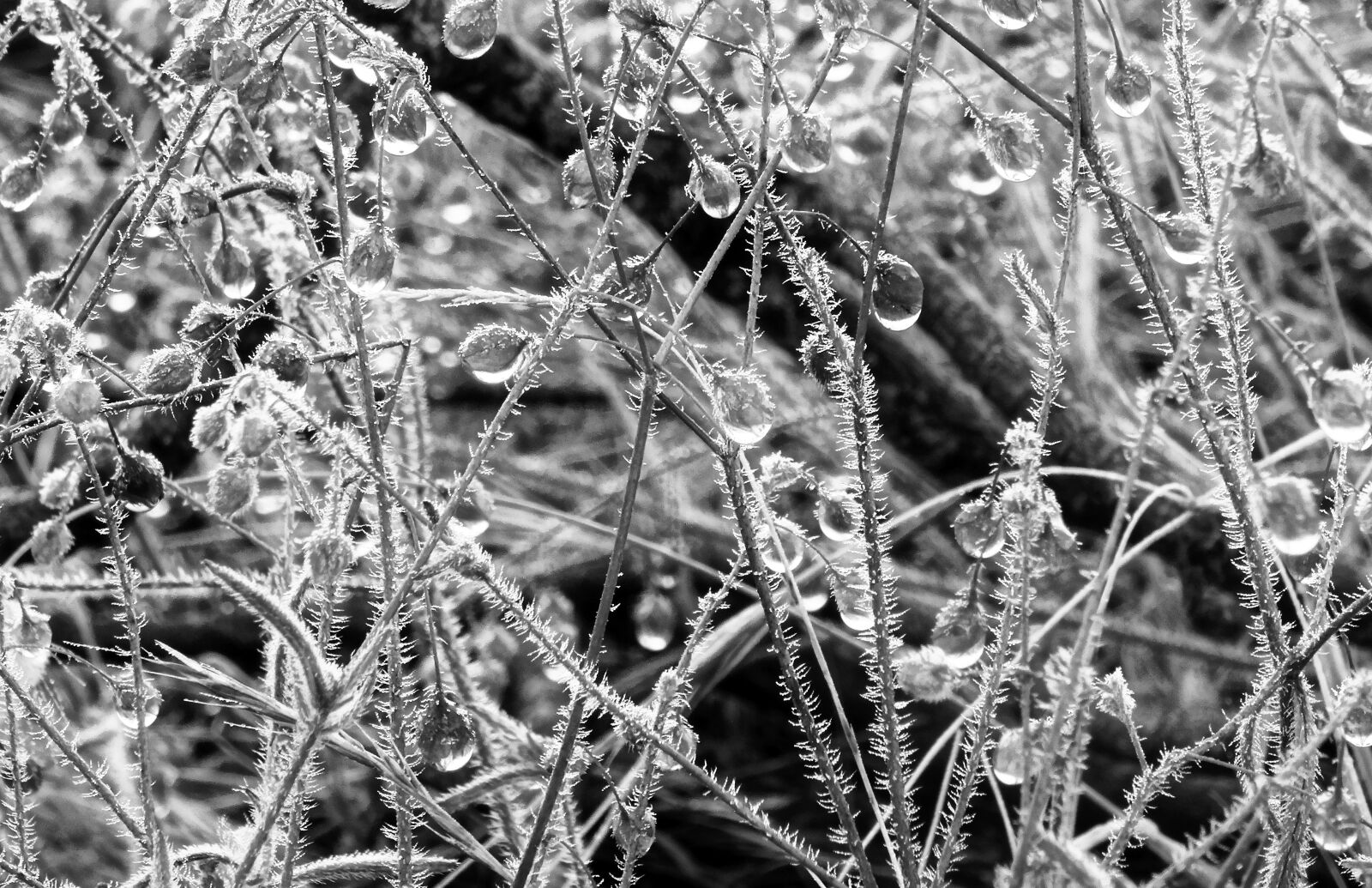 Sony Cyber-shot DSC-HX50V sample photo. Nature, plant, morgentau photography