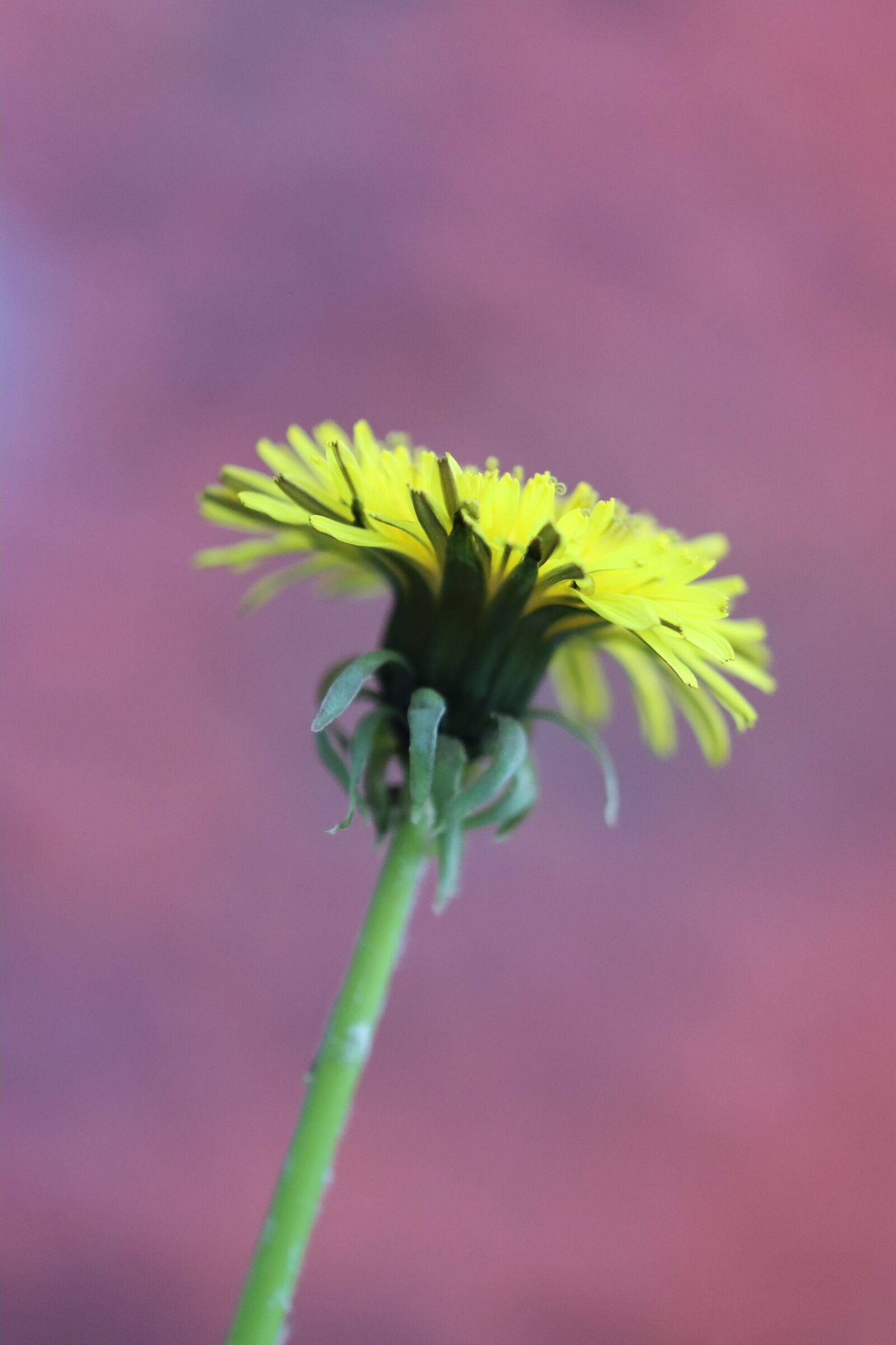 Canon EOS 90D sample photo. Flower, yellow, background photography