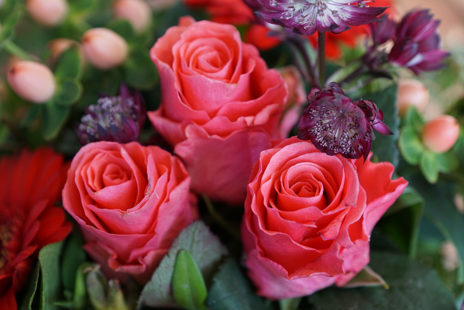 Sony DT 16-50mm F2.8 SSM sample photo. Roses, flowers, strauss photography