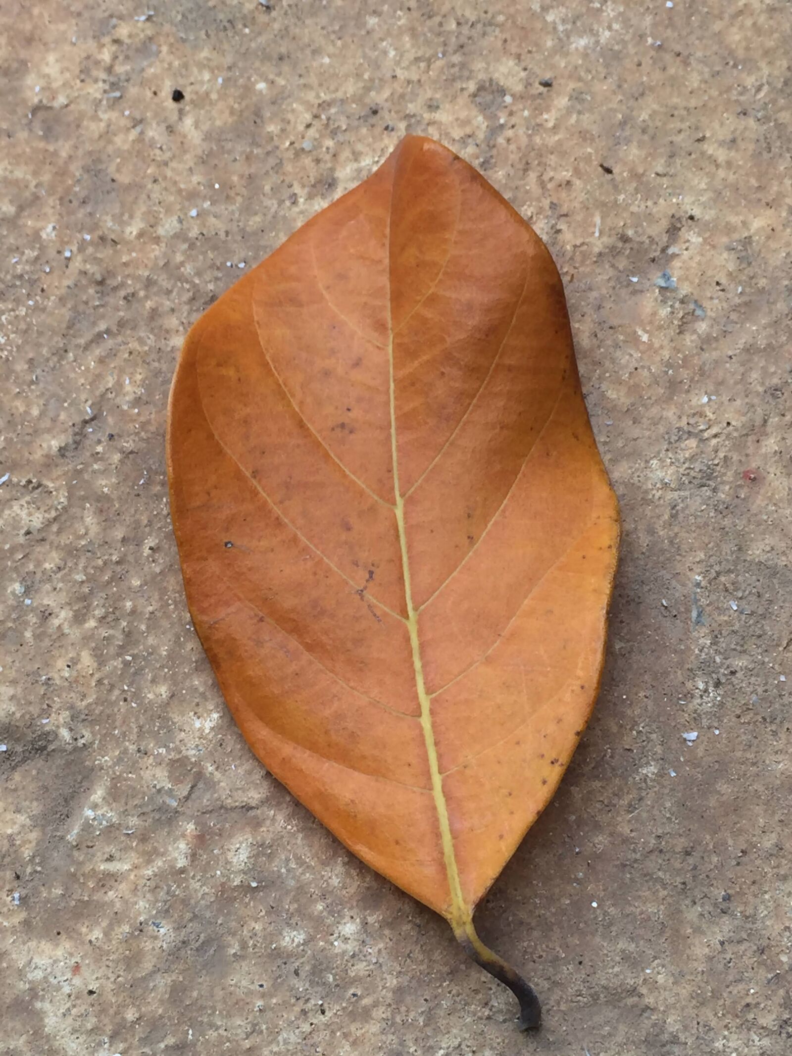 iPhone 6 back camera 4.15mm f/2.2 sample photo. Brown leaf, leaf, brown photography