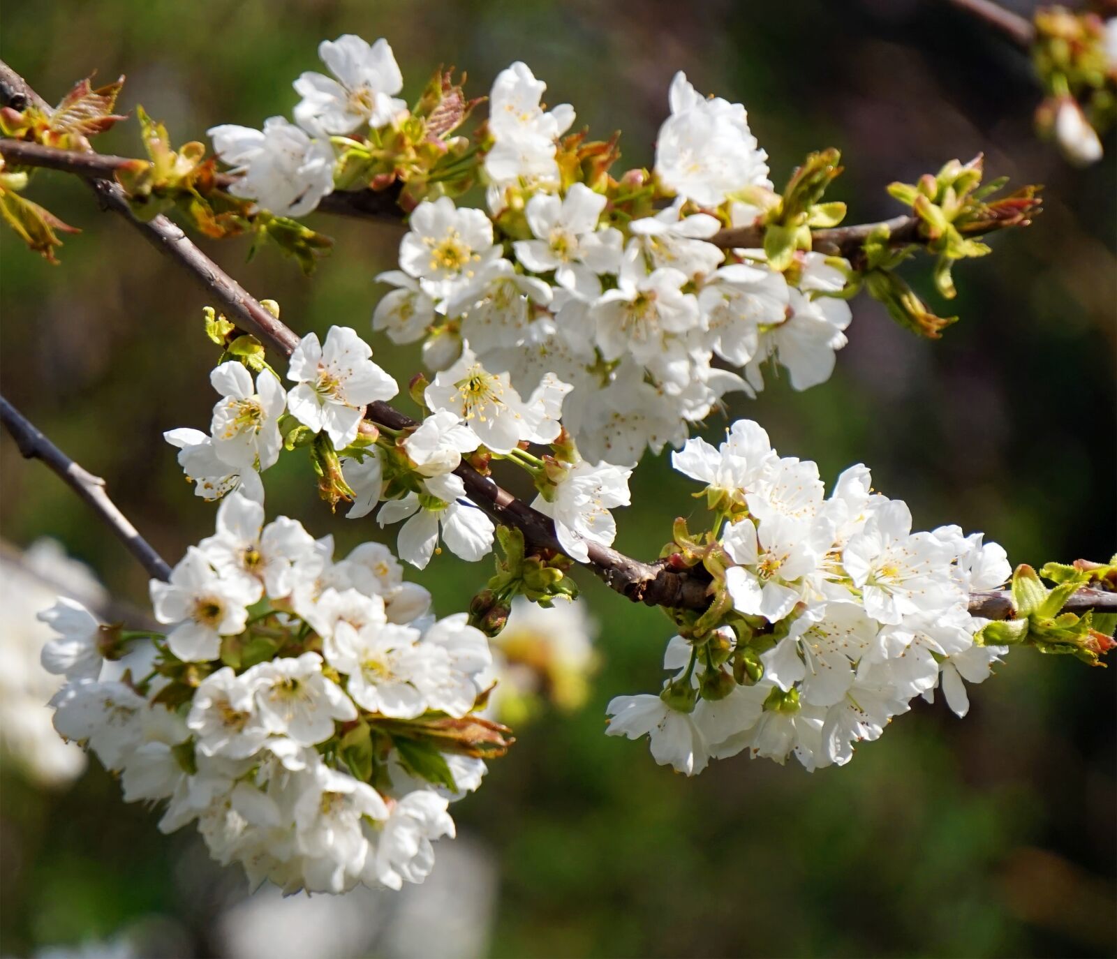 Sony Alpha a5000 (ILCE 5000) sample photo. Cherry tree, blossom, bloom photography
