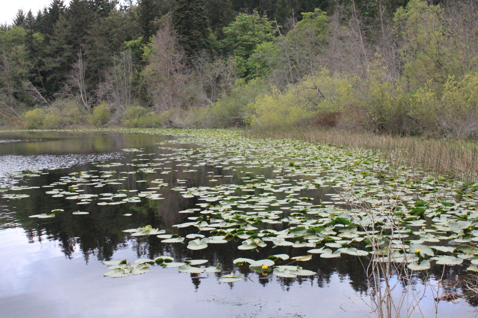 Canon EOS 500D (EOS Rebel T1i / EOS Kiss X3) sample photo. Beautiful, water, lilies photography
