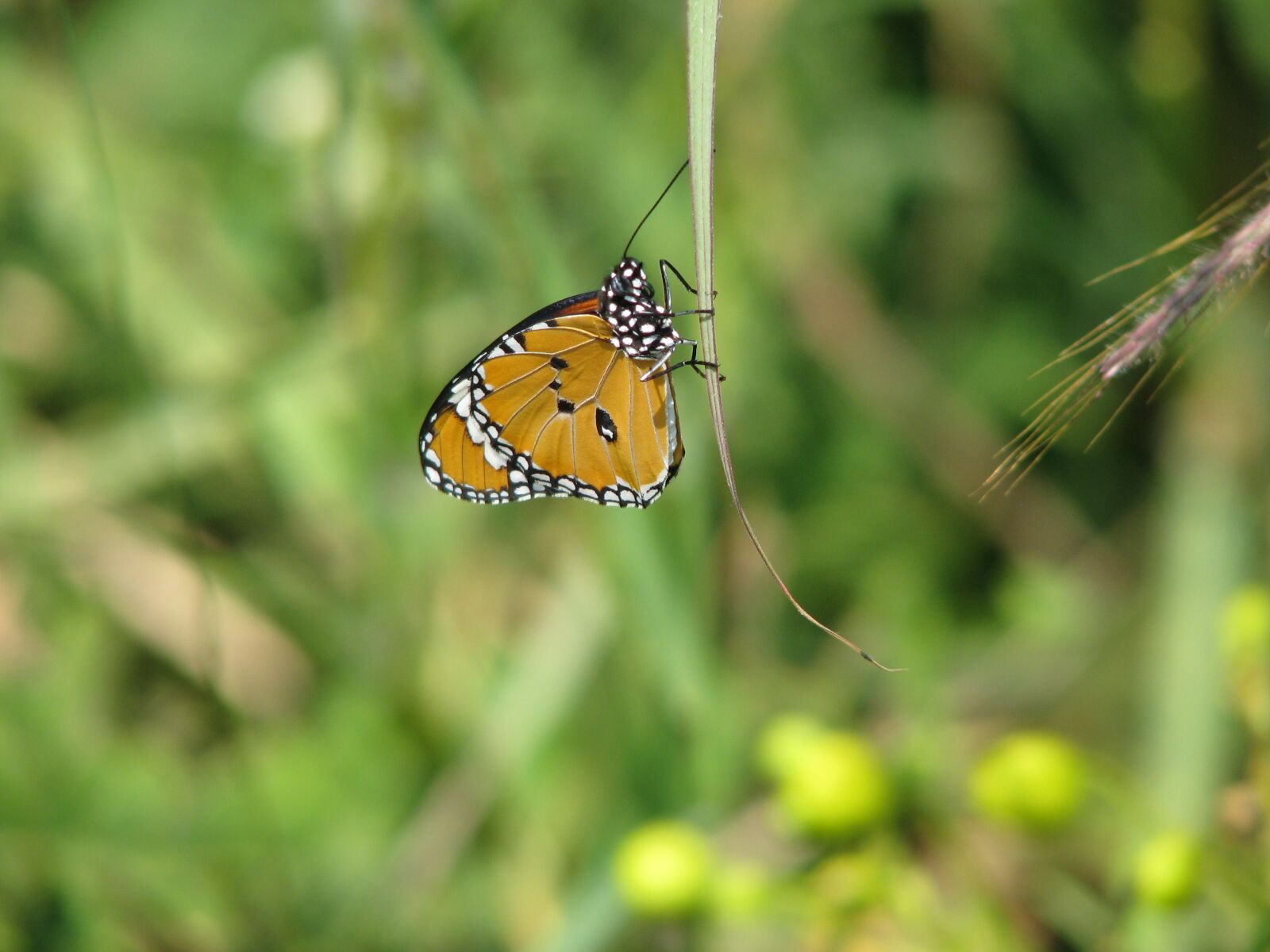 Canon POWERSHOT S5 IS sample photo. Butterfly, yellow, green photography