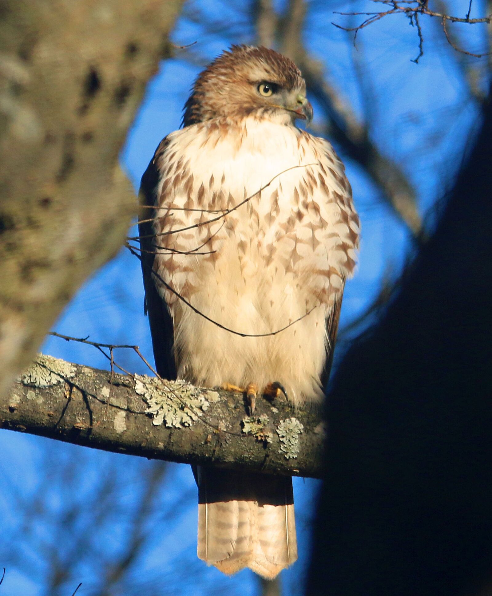 Canon EOS 70D sample photo. Hawk, sharp shinned, mean photography
