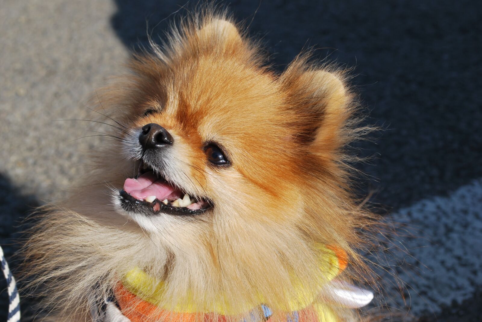 Nikon D60 sample photo. Pomeranian, dog, smile photography