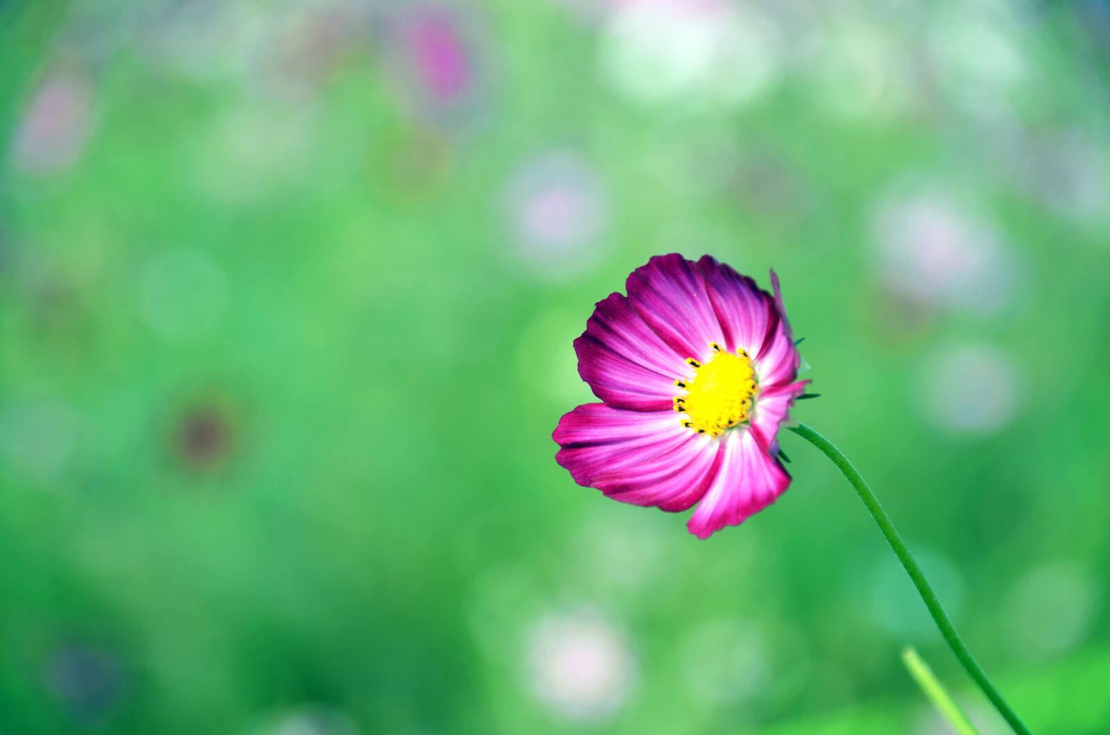 Nikon D7000 sample photo. Cosmos, flowers, autumn photography