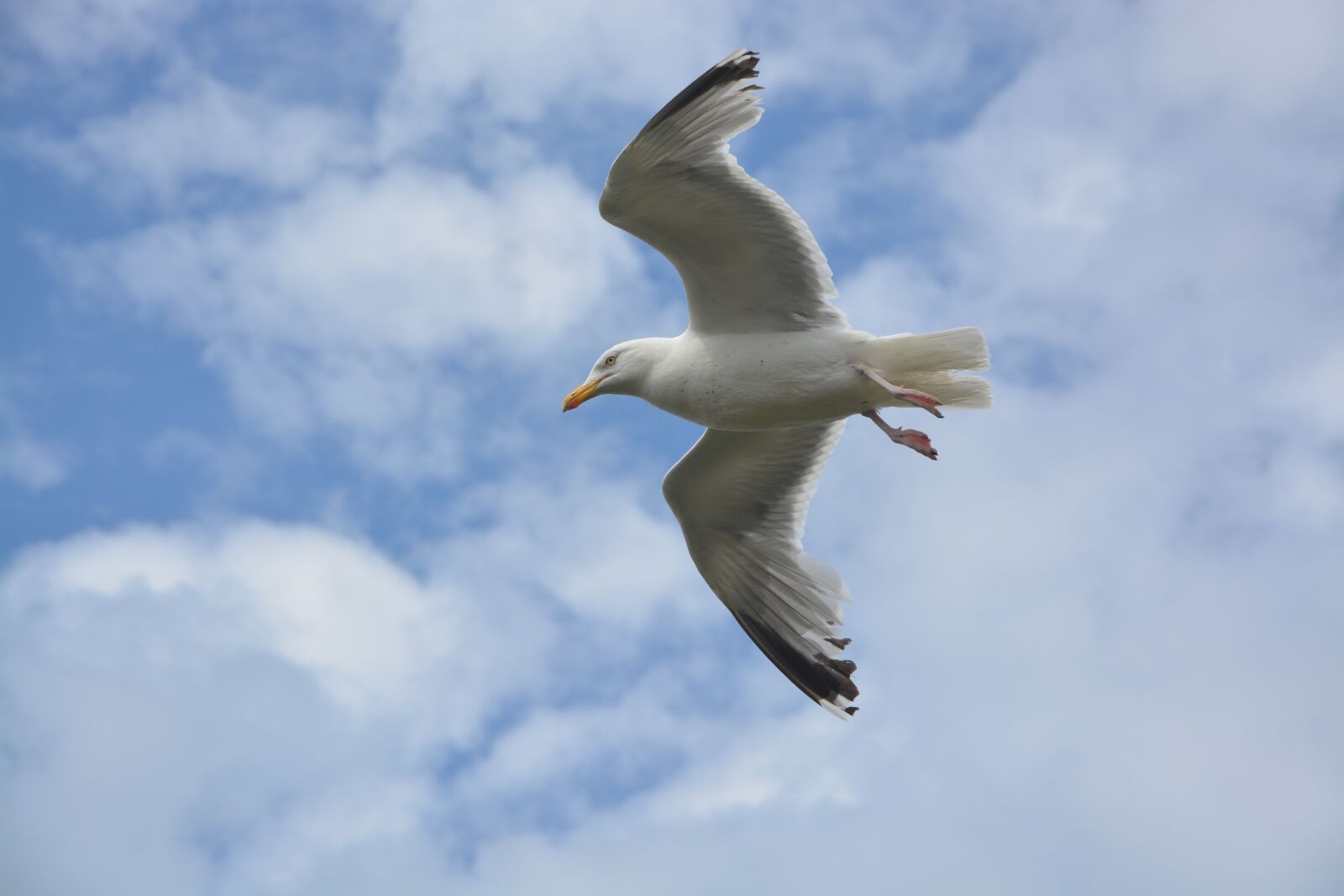 Nikon D5200 sample photo. Seagull, stolen, flight birds photography