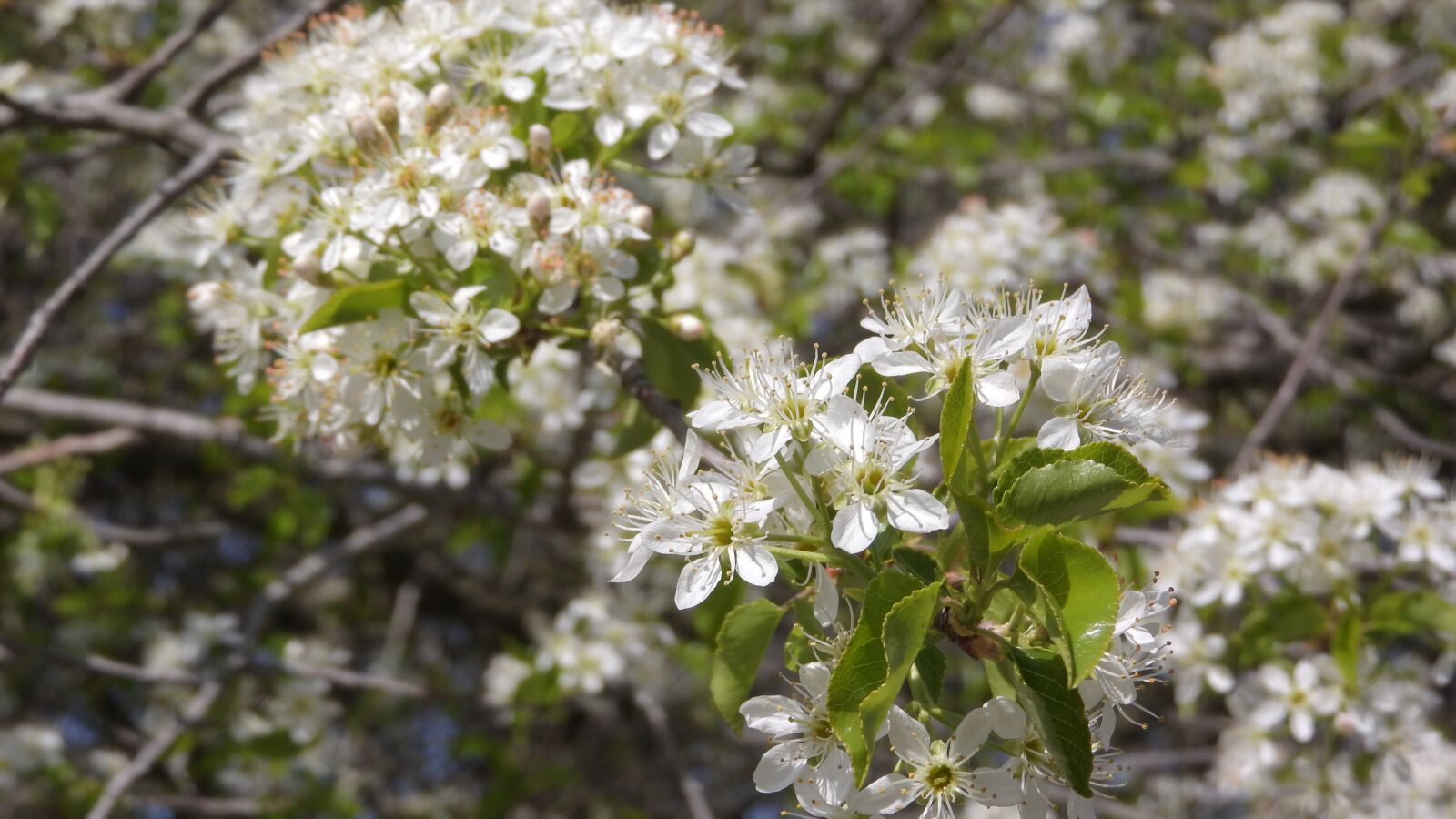 Nikon Coolpix P610 sample photo. Bush, flowers, whites photography