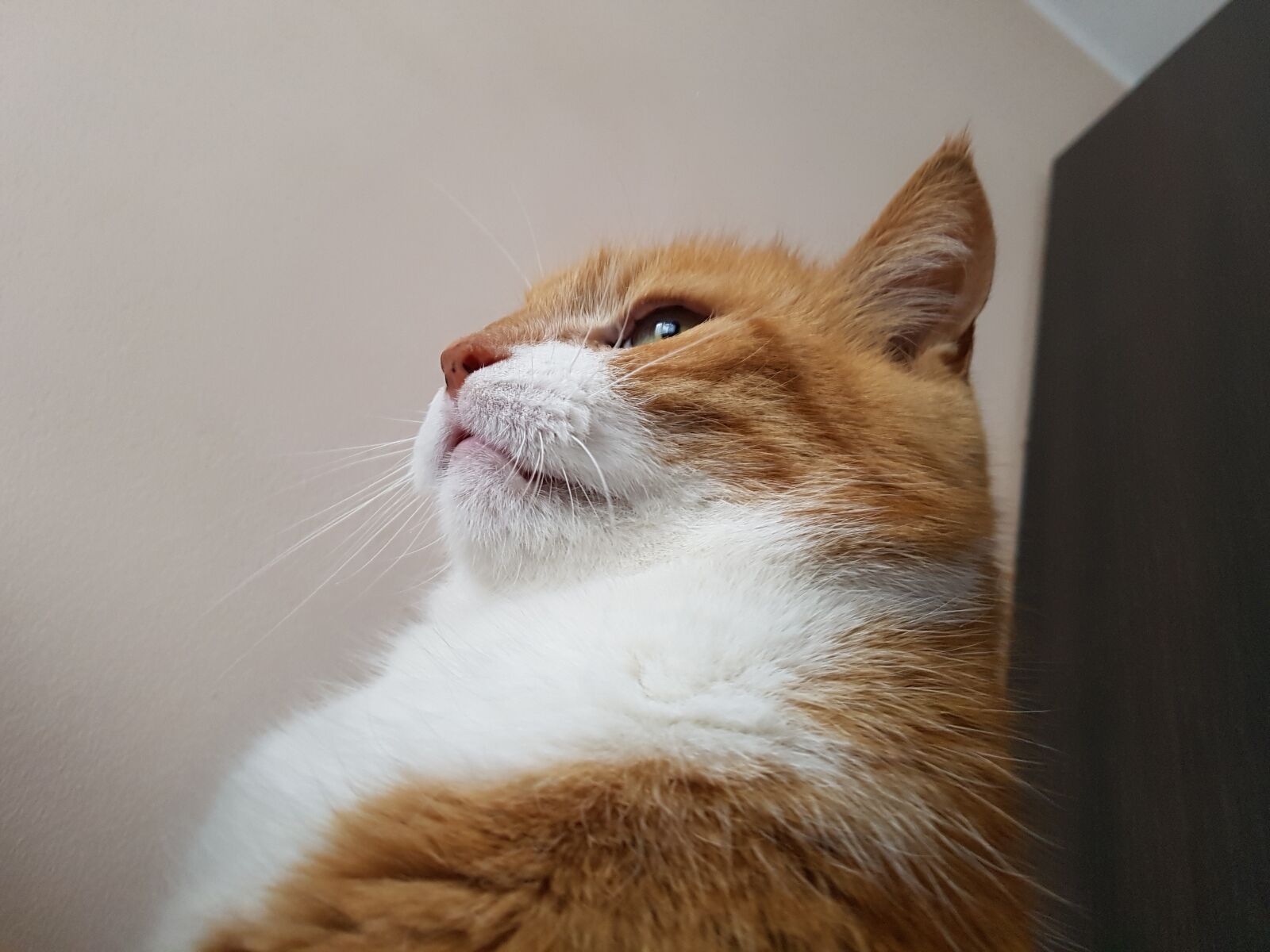 Samsung Galaxy S7 Edge sample photo. Cat, rudy, downy photography